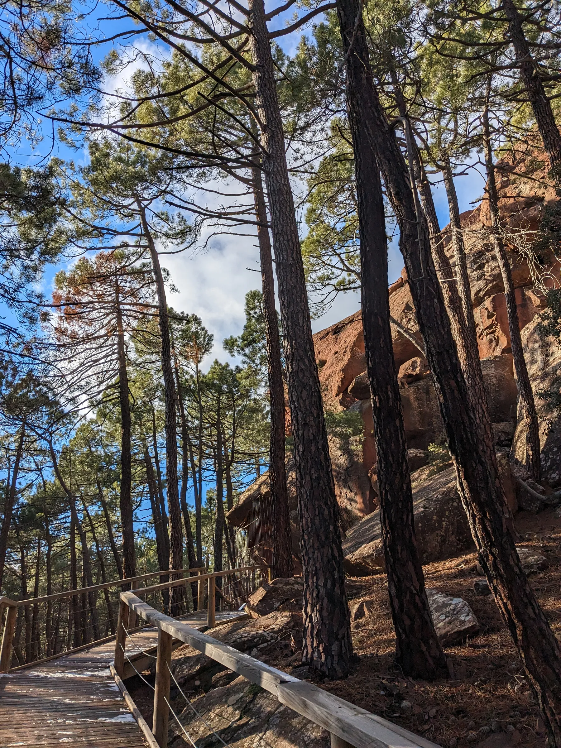 Wooden trail railing winding beneath tall pine trees and sandstone boulders in Pinares de Rodeno