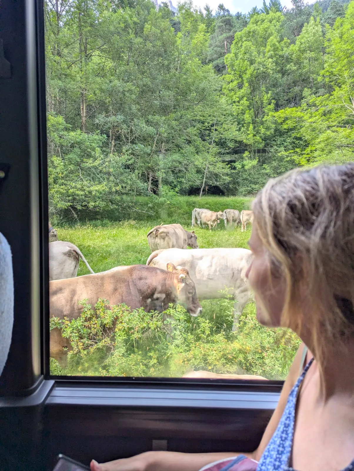 Cows seen through a vehicle window in the Aragonese Pyrenees