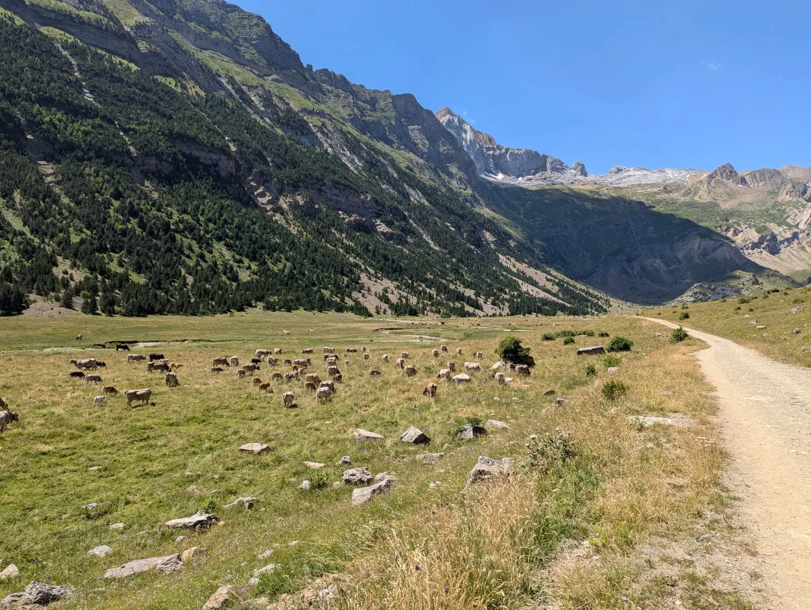 A mountain valley and dirt trail in the Aragonese Pyrenees with grazing animals