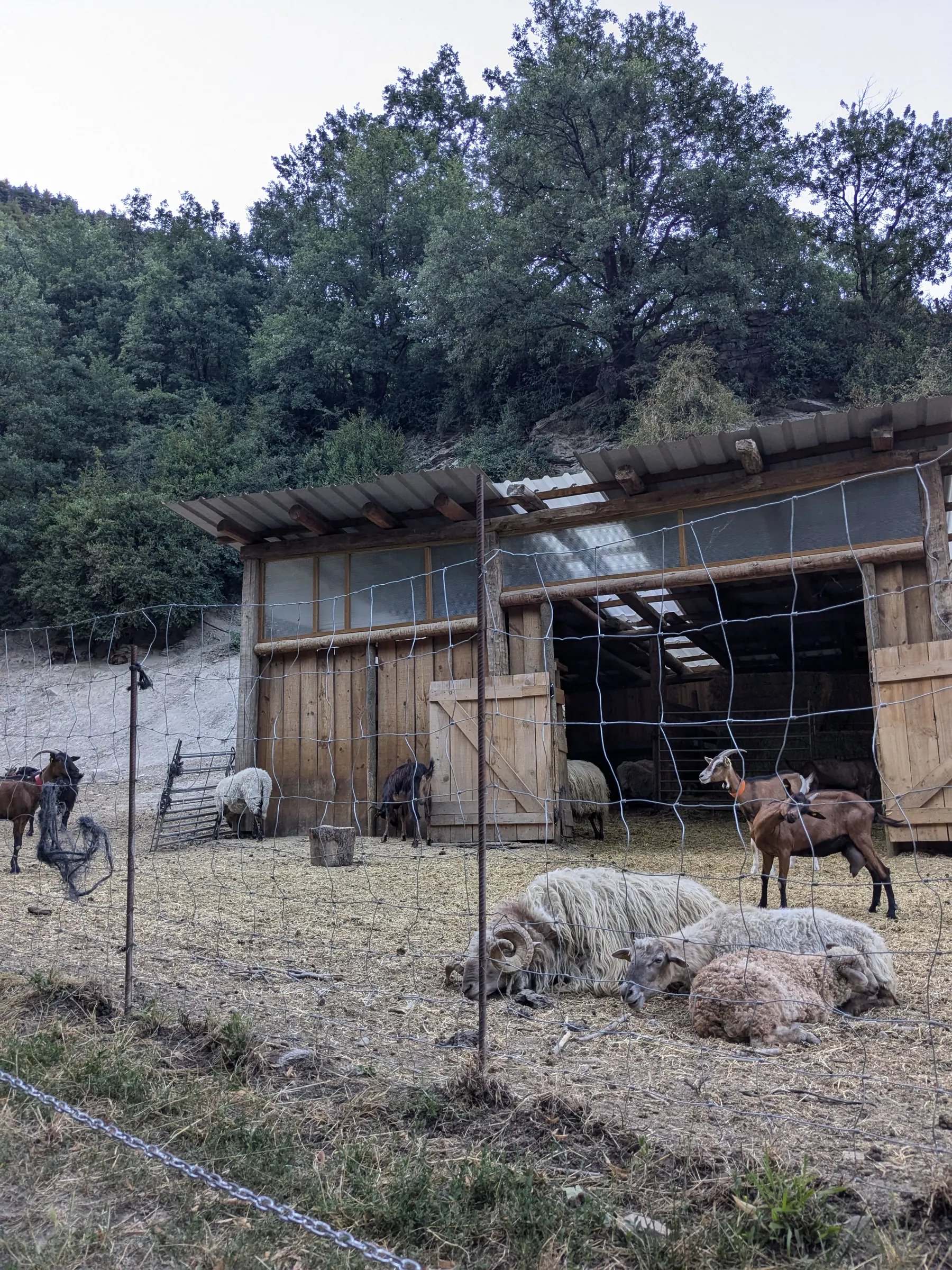 Goats and sheep in a mountain enclosure near Broto