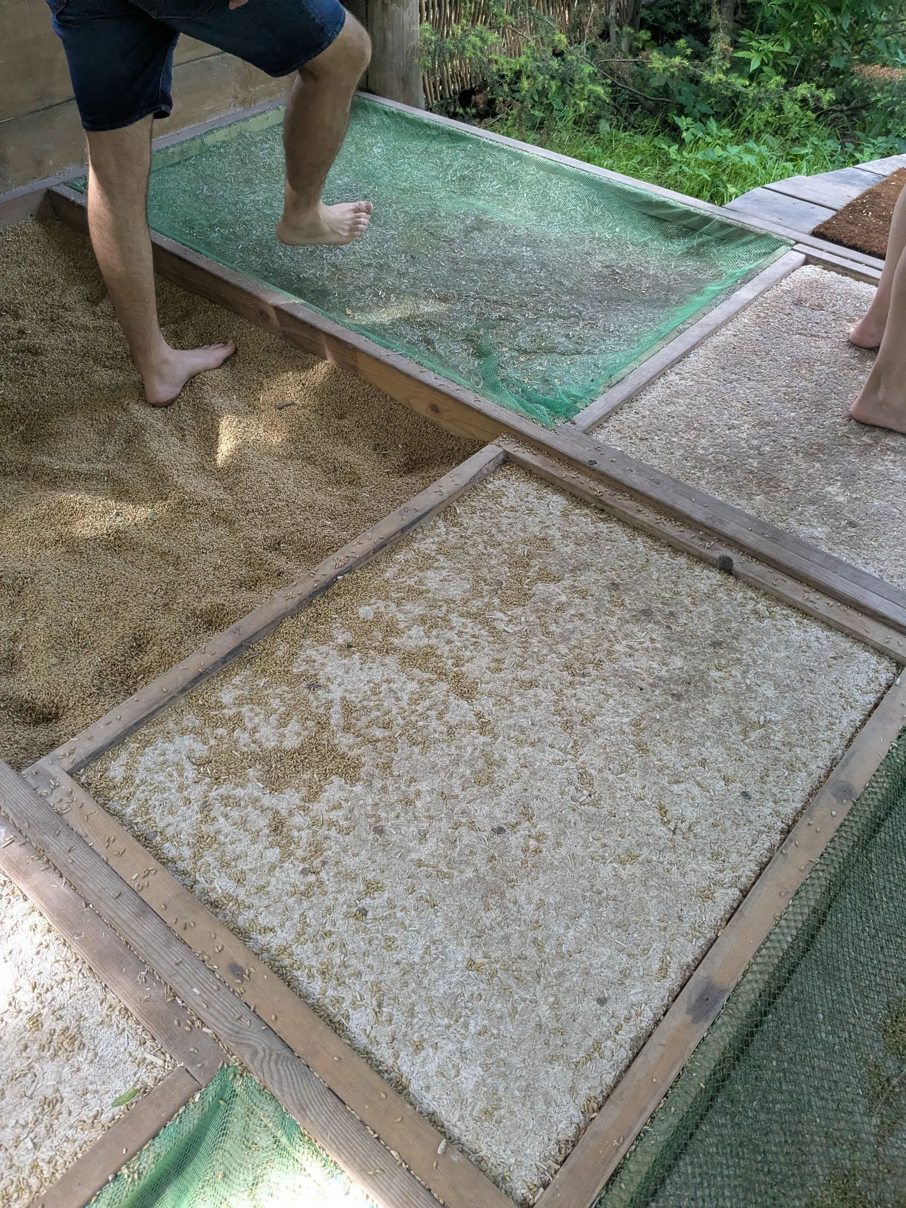 Bare feet stepping across a section covered with seeds