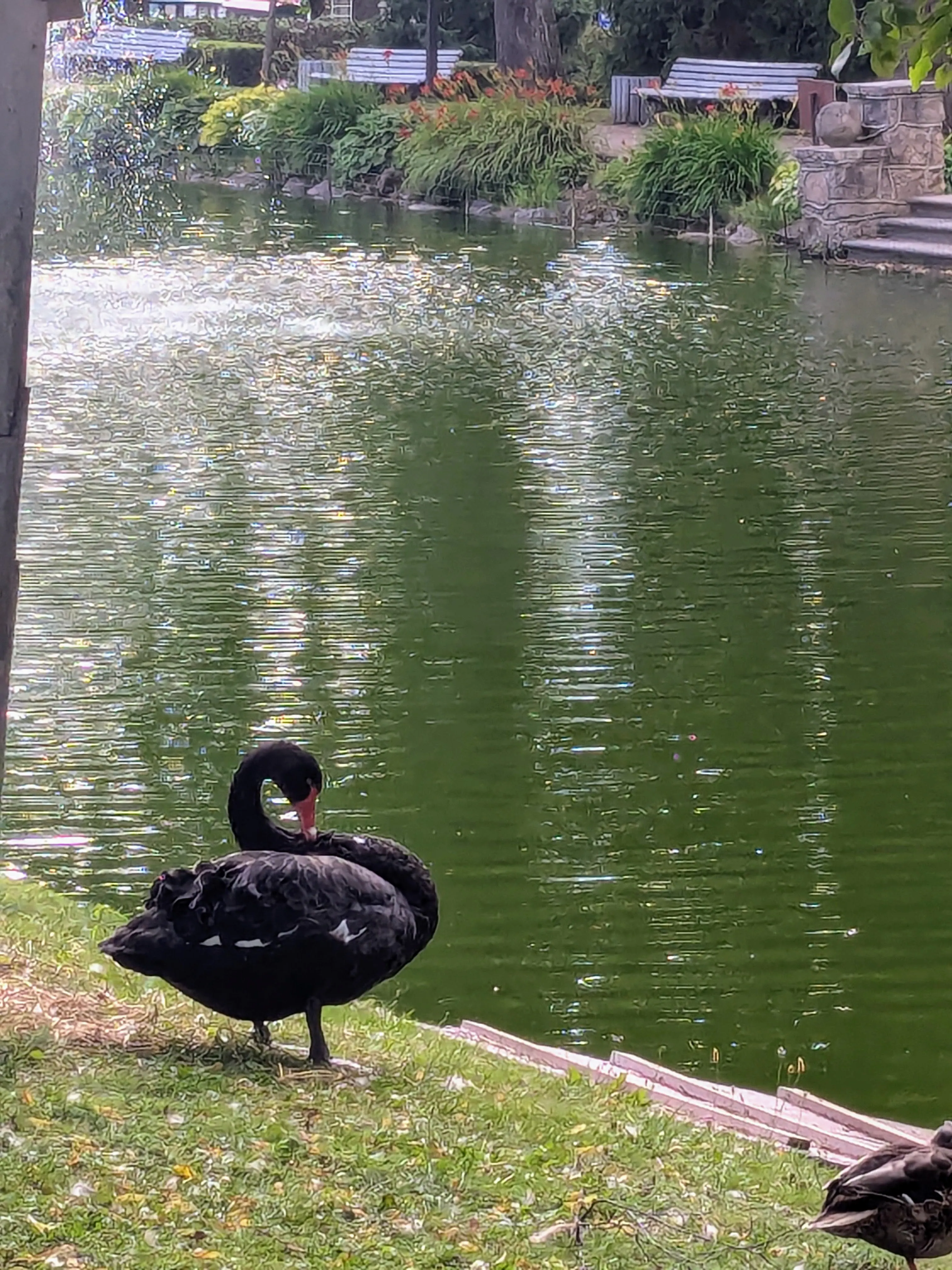 A black swan on the lake in Maija Park
