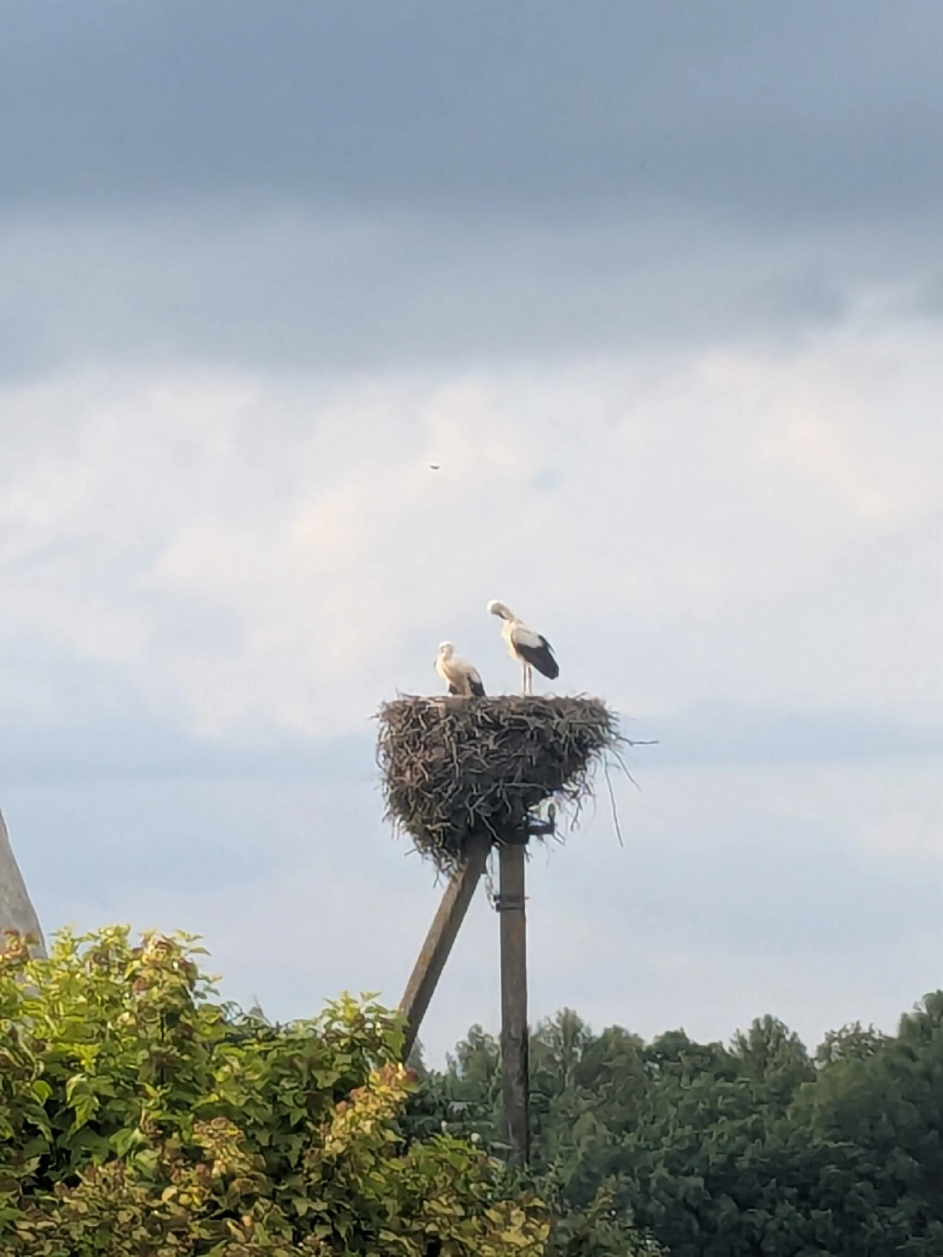 A stork on its nest near Āraiši windmill