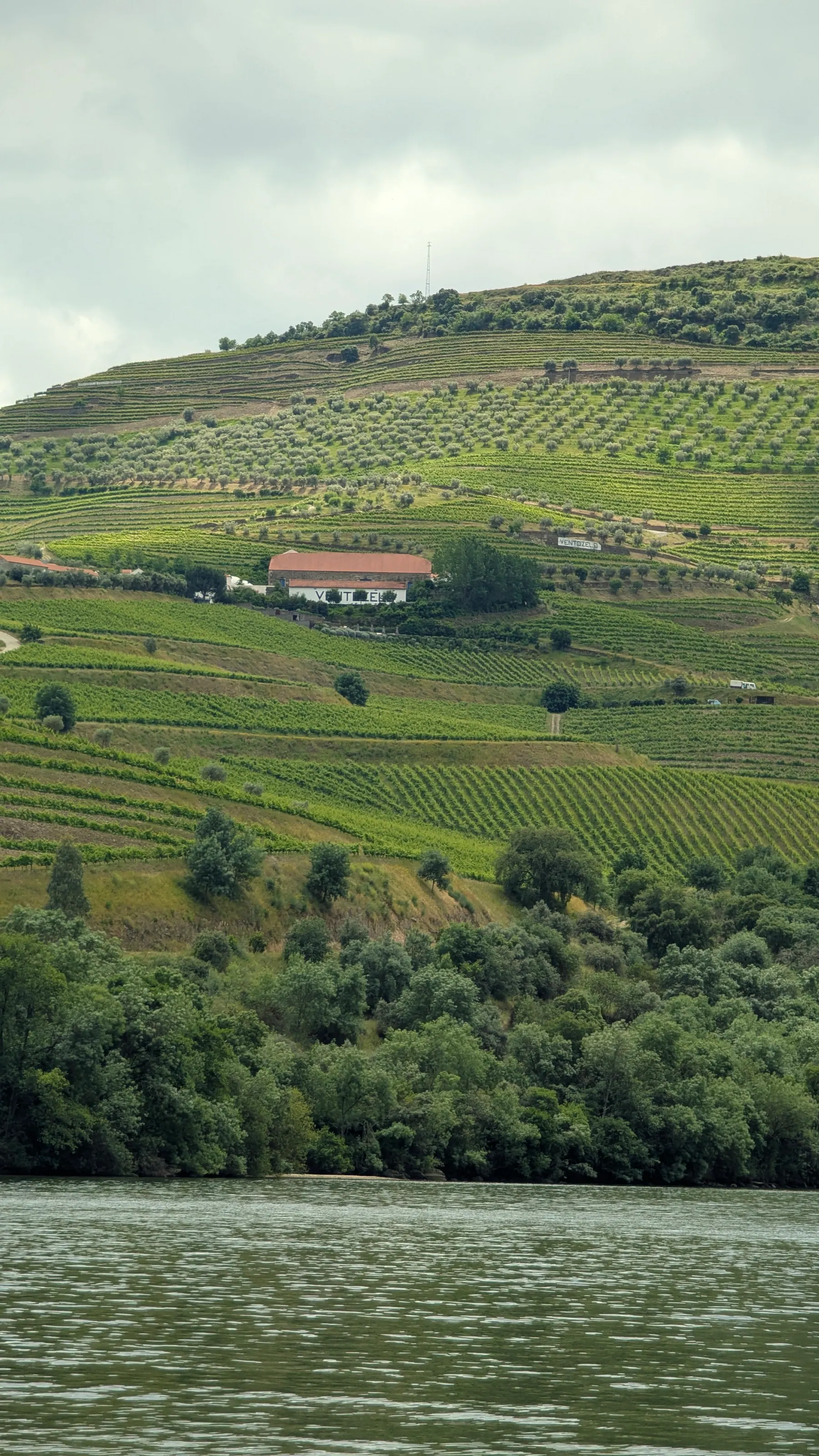 Terraced vineyards rising above the Douro River during a boat trip from Pinhão