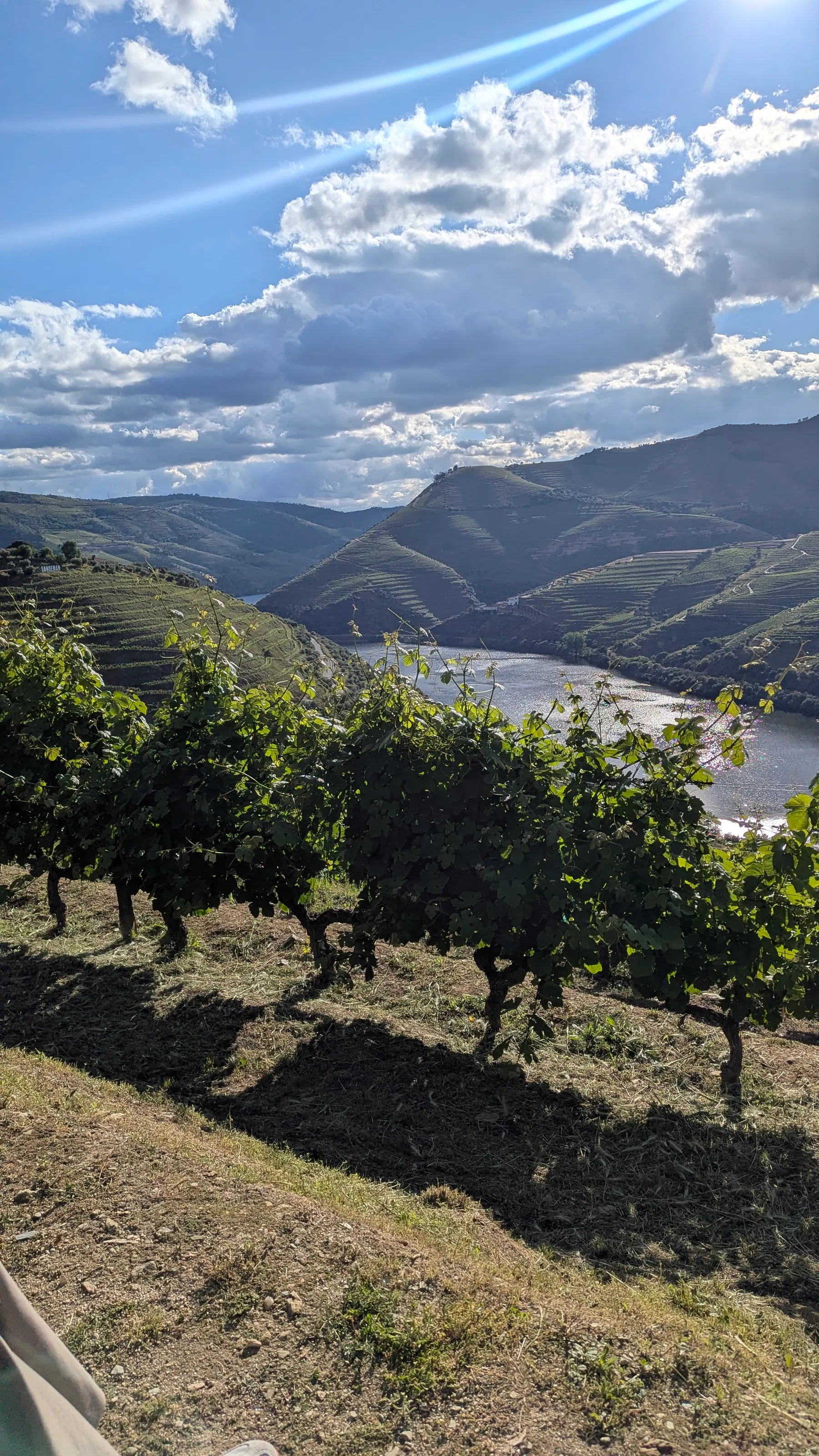 Vines in the foreground with the Douro River and terraced hills in bright afternoon light