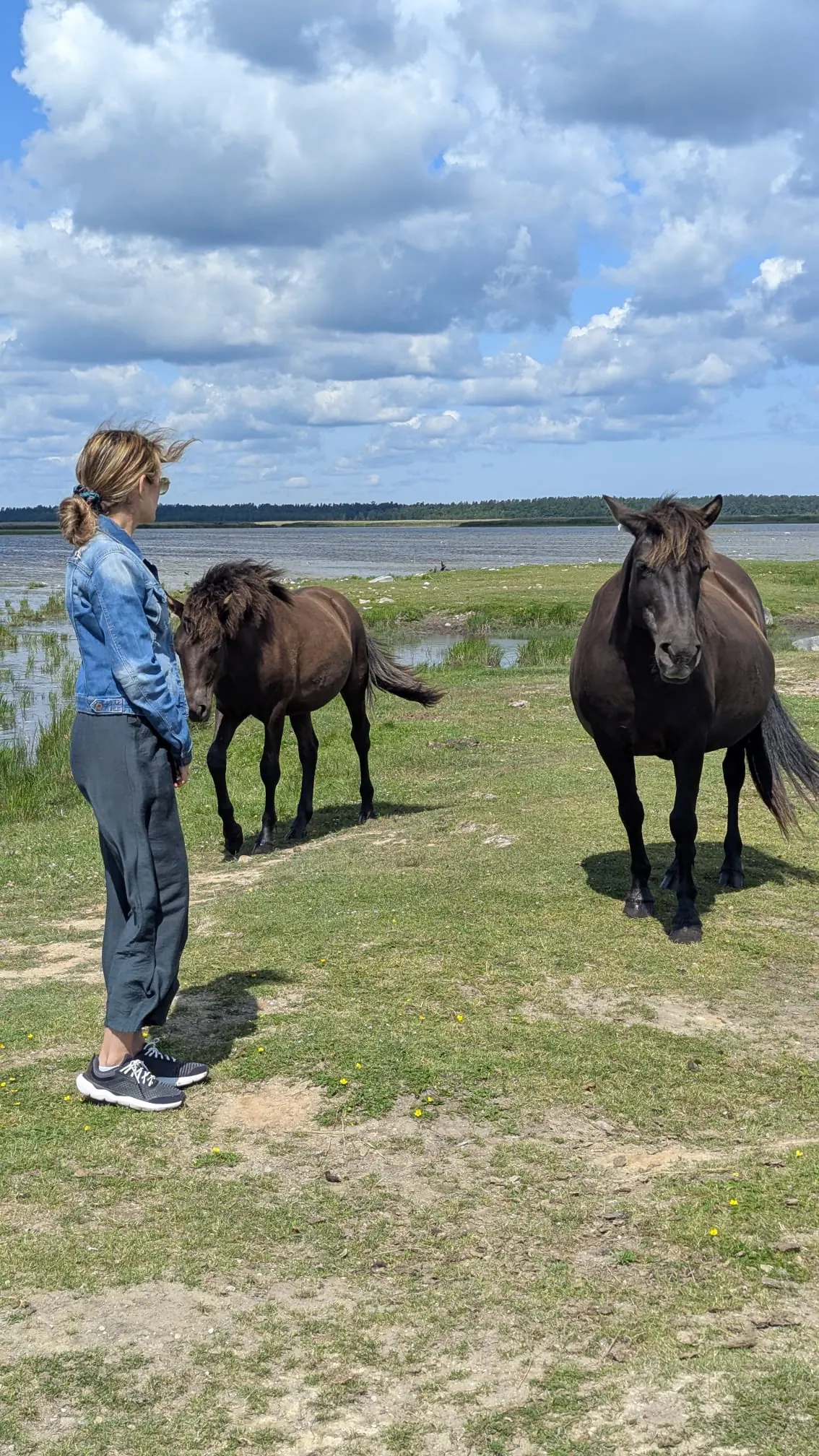 Wild horses approaching visitors beside Lake Engure