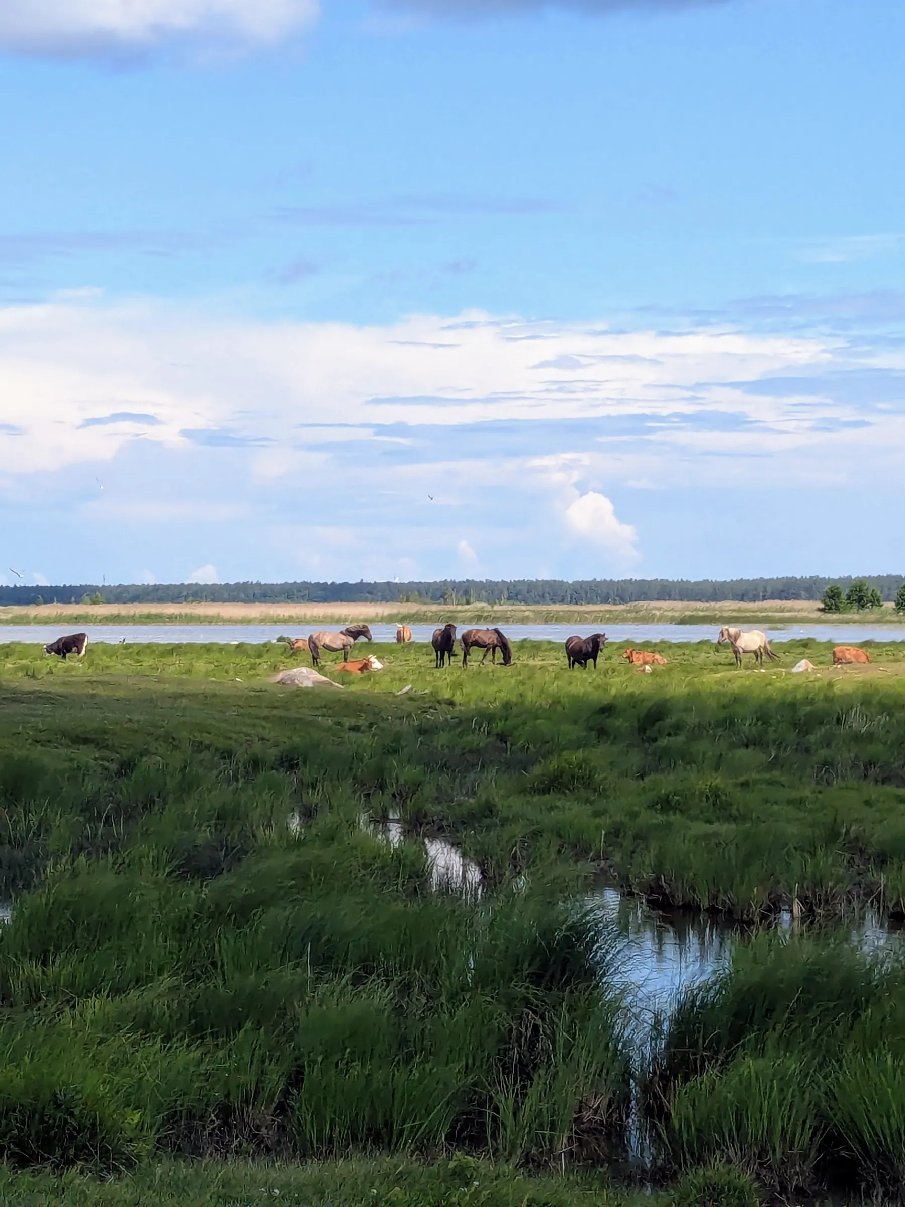 Wild horses grazing in the wetlands at Engure Lake