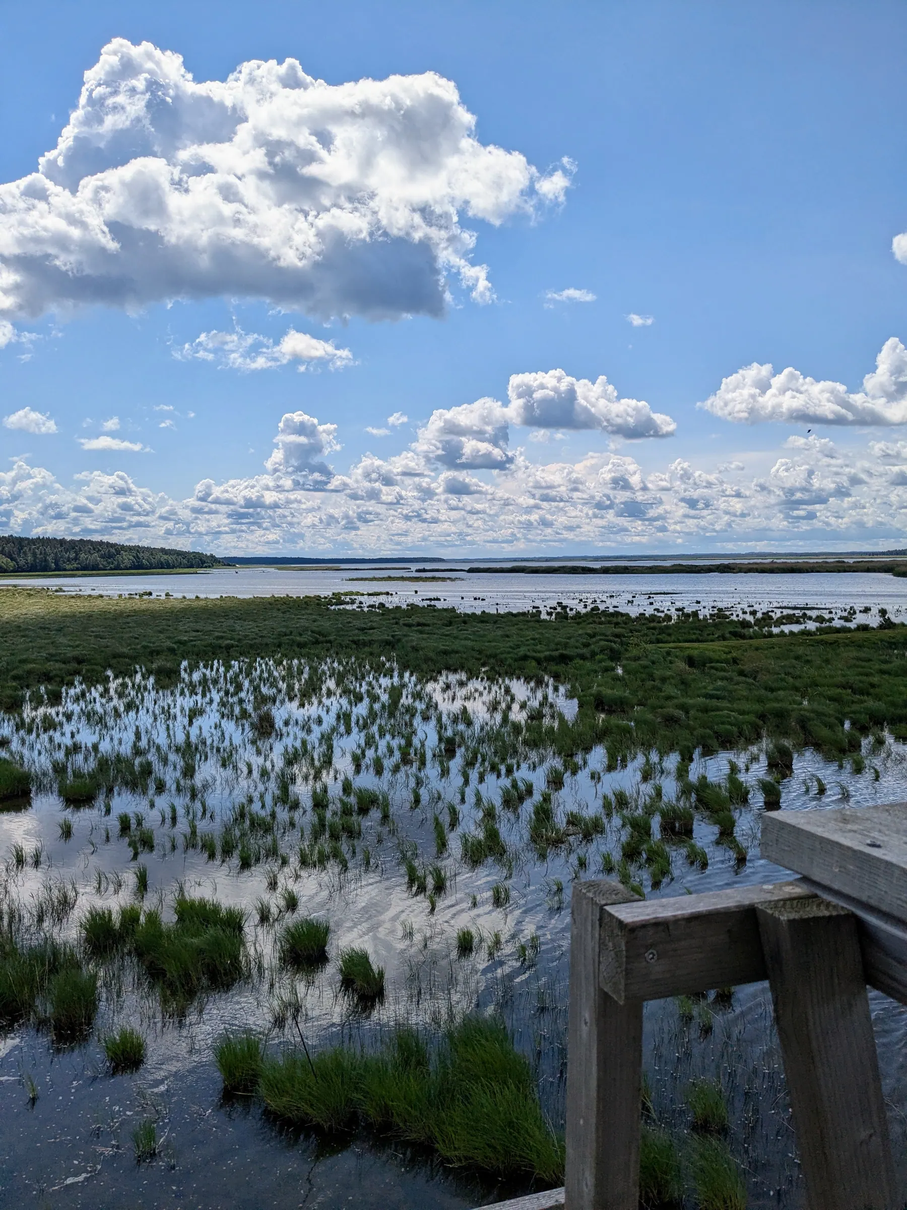 Wetlands and open water in Engure Lake nature park