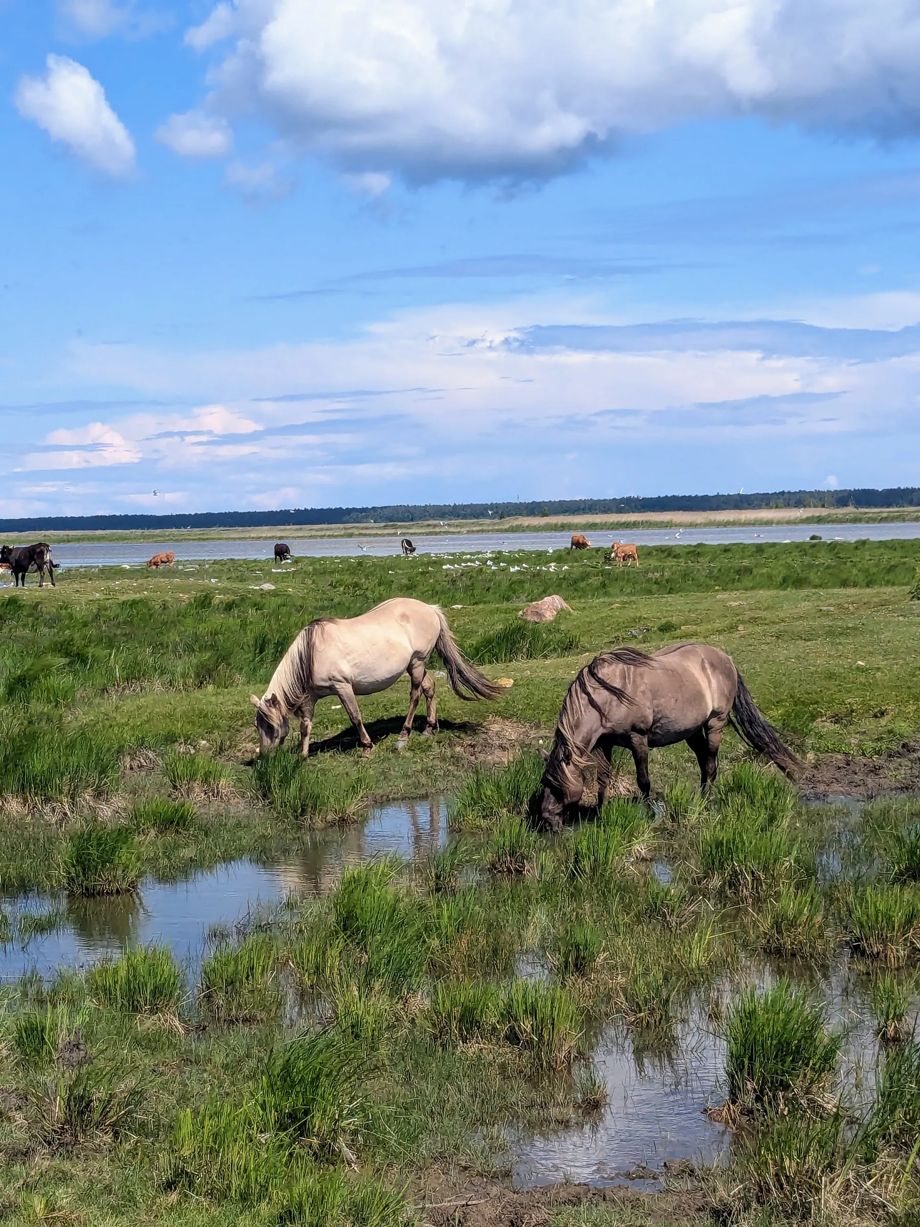 Wild horses grazing in the wetlands beside Lake Engure