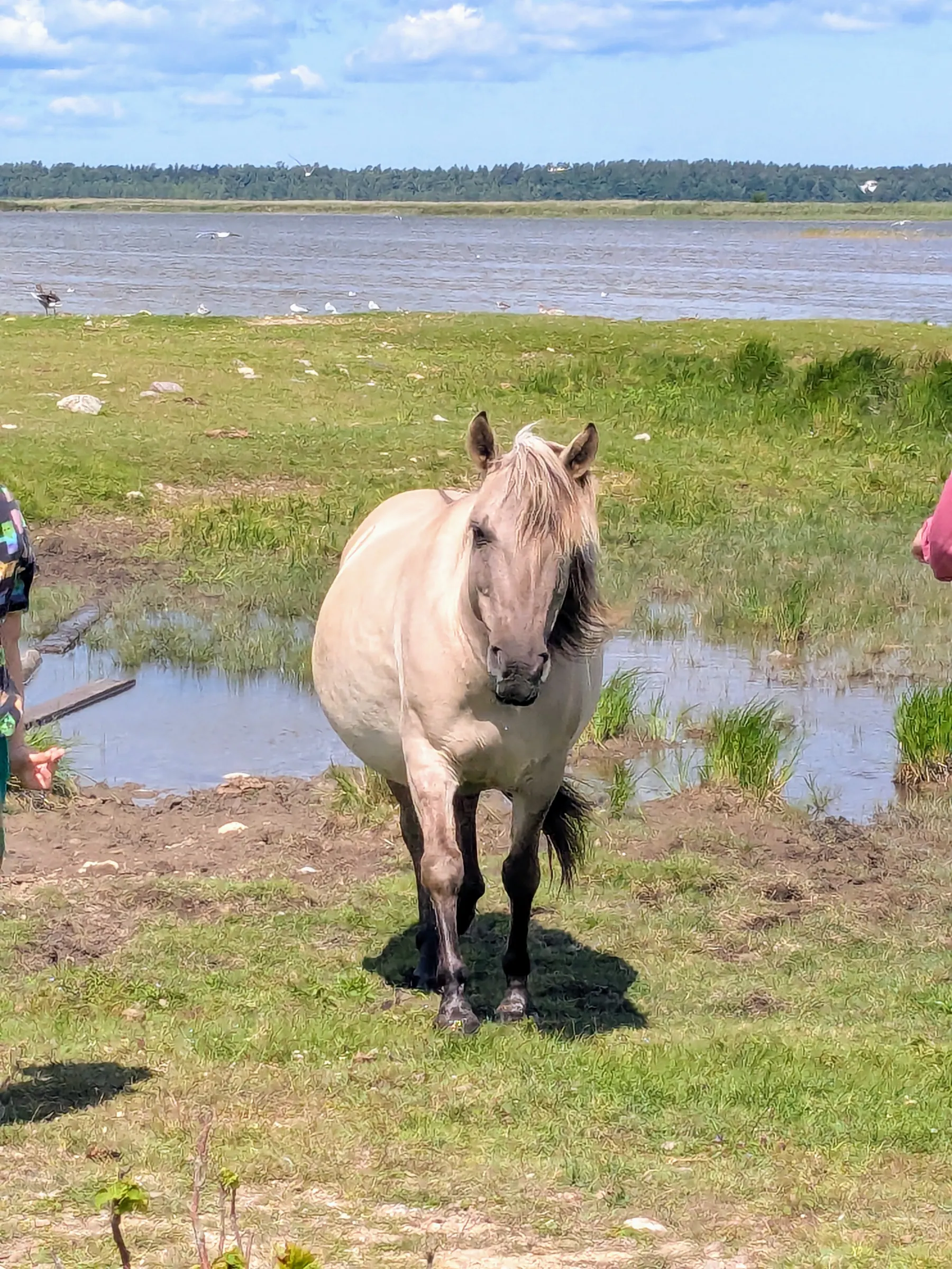 A wild horse standing close to the path at Lake Engure