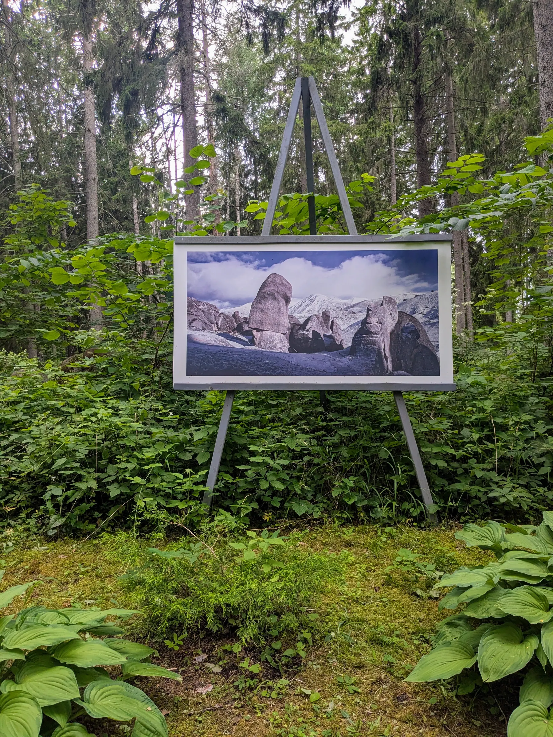 An outdoor photography exhibition in the forest