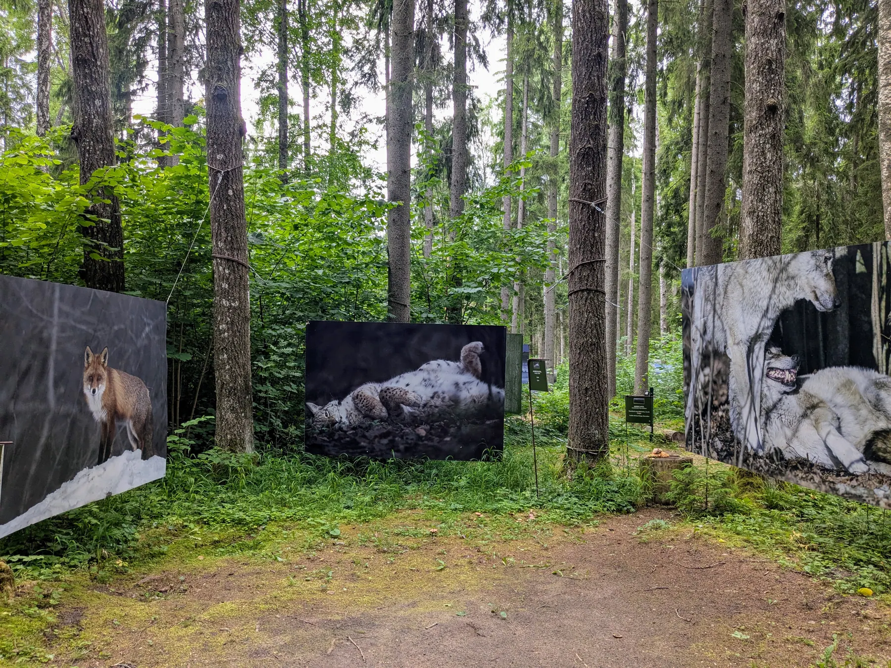 Outdoor art installations in the forest at Valguma Pasaule