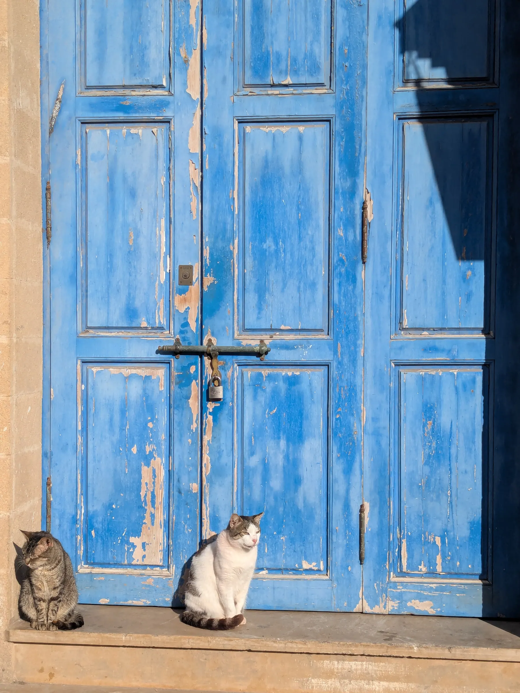 Two cats sitting beside weathered blue doors in Essaouira