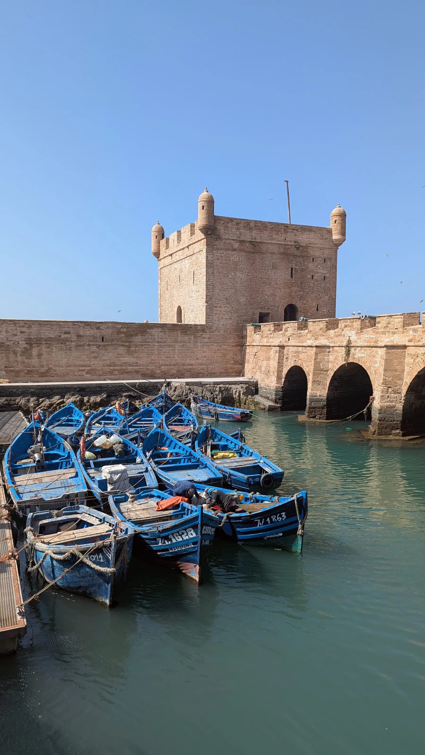 Blue fishing boats gathered below the stone sea walls of Essaouira