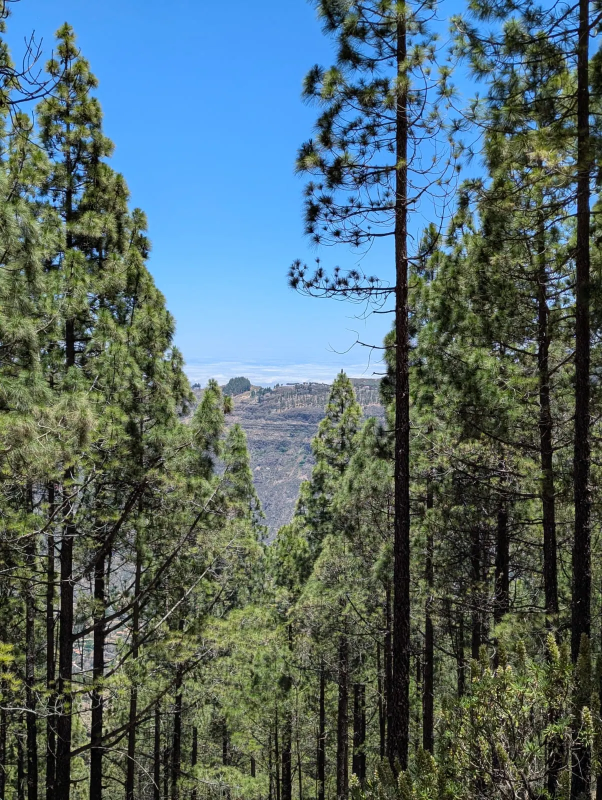 Tall Canary pine trees framing the central highlands near Roque Nublo