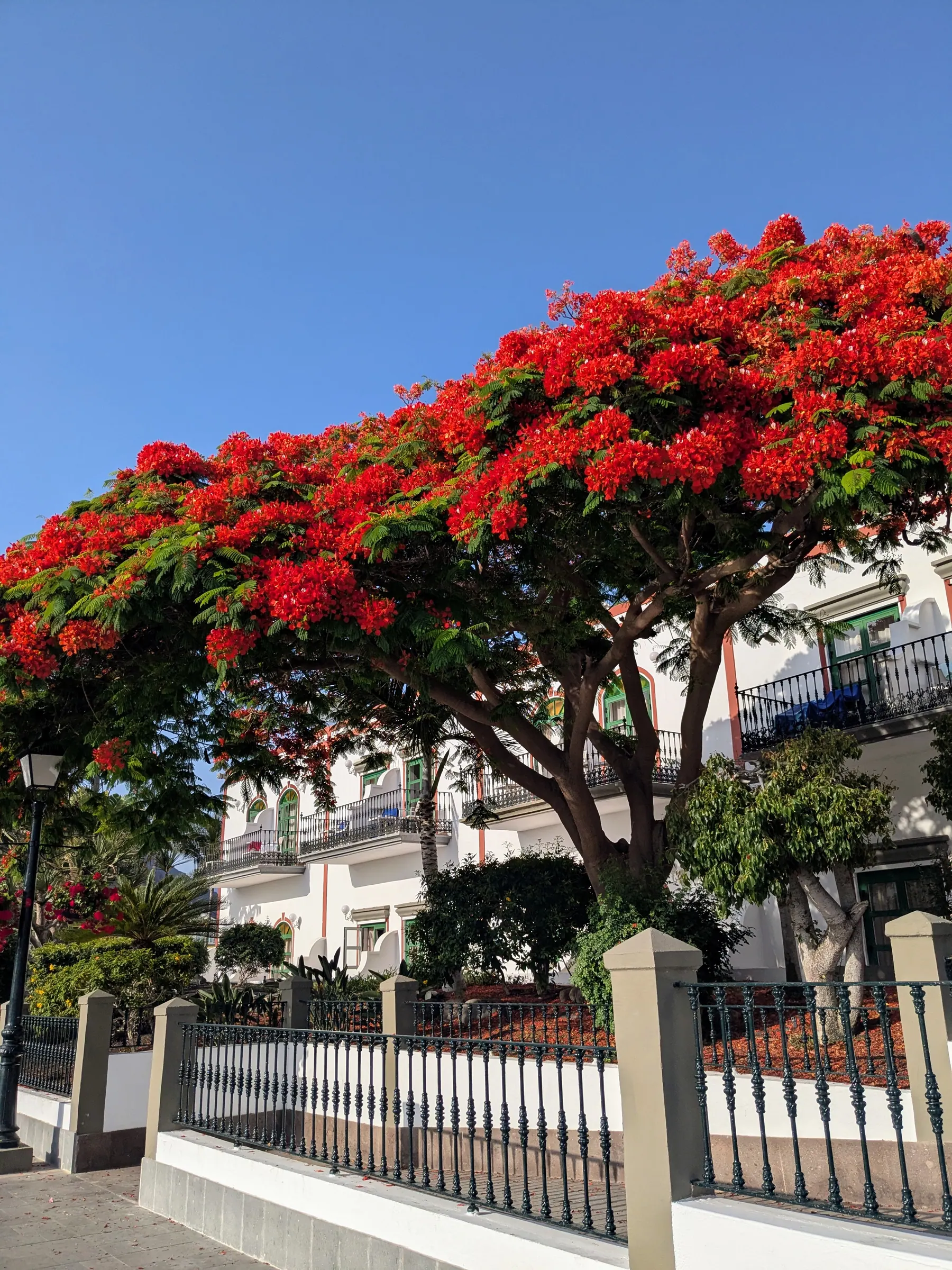 A red-flowering tree beside white buildings in Puerto de Mogán