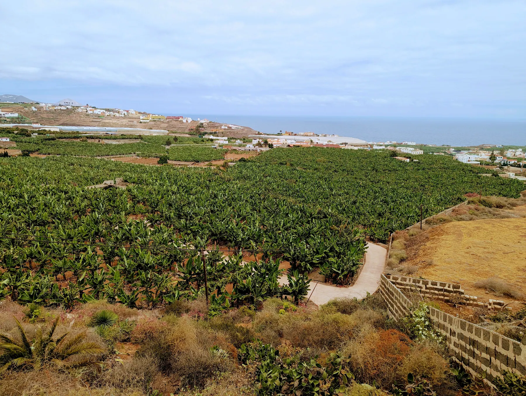 Rows of banana plants with the coast beyond near Las Palmas