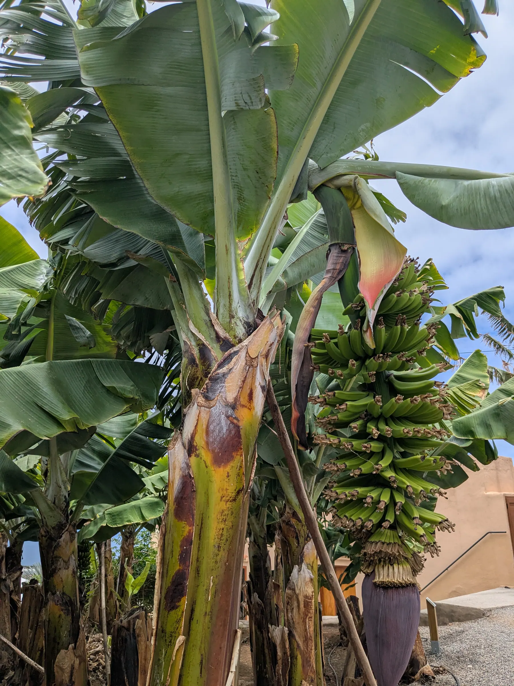 A banana plant growing at Mundo del PlÃ¡tano