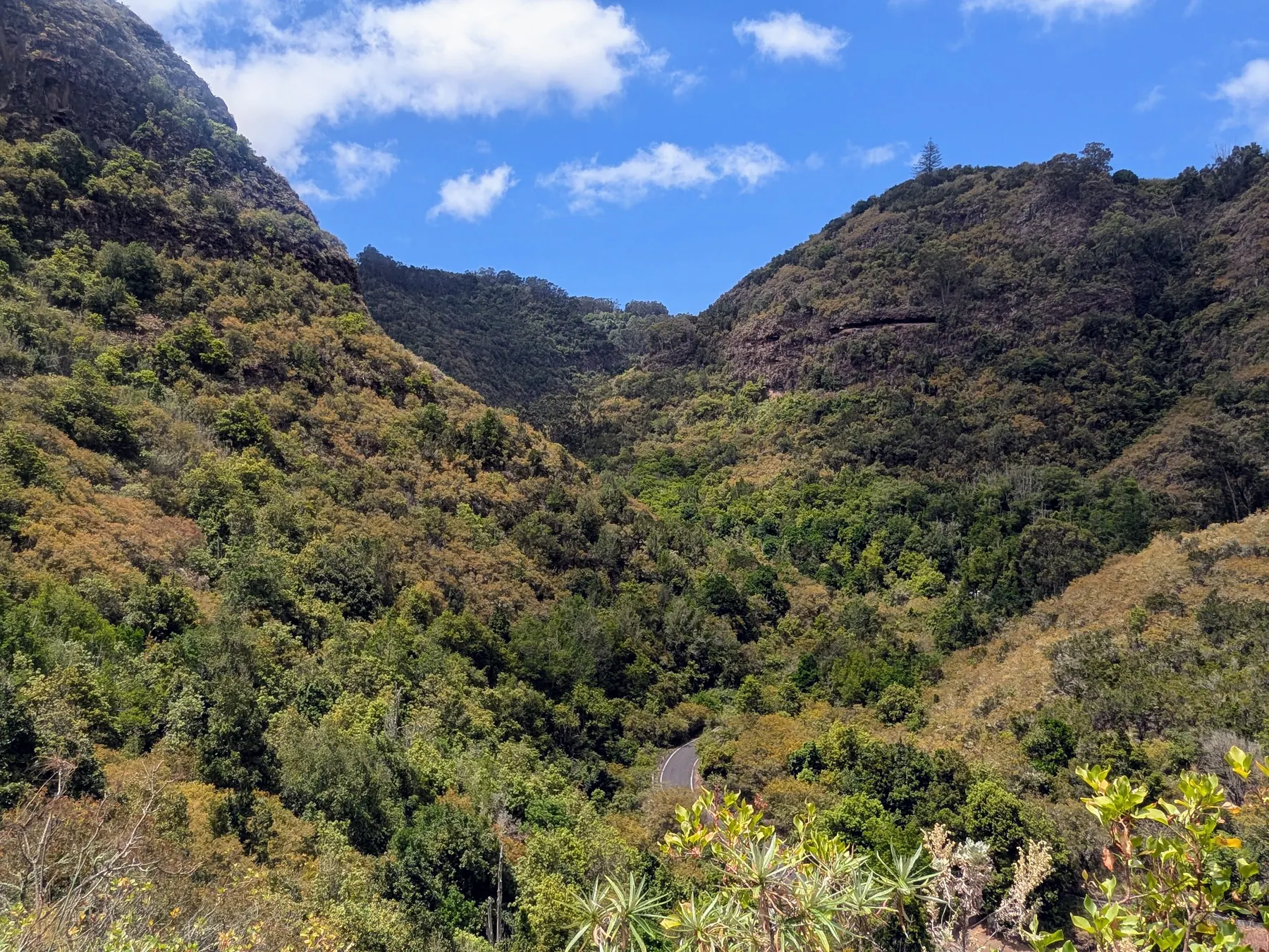 A lush ravine and mountain slopes in the Los Tilos de Moya reserve