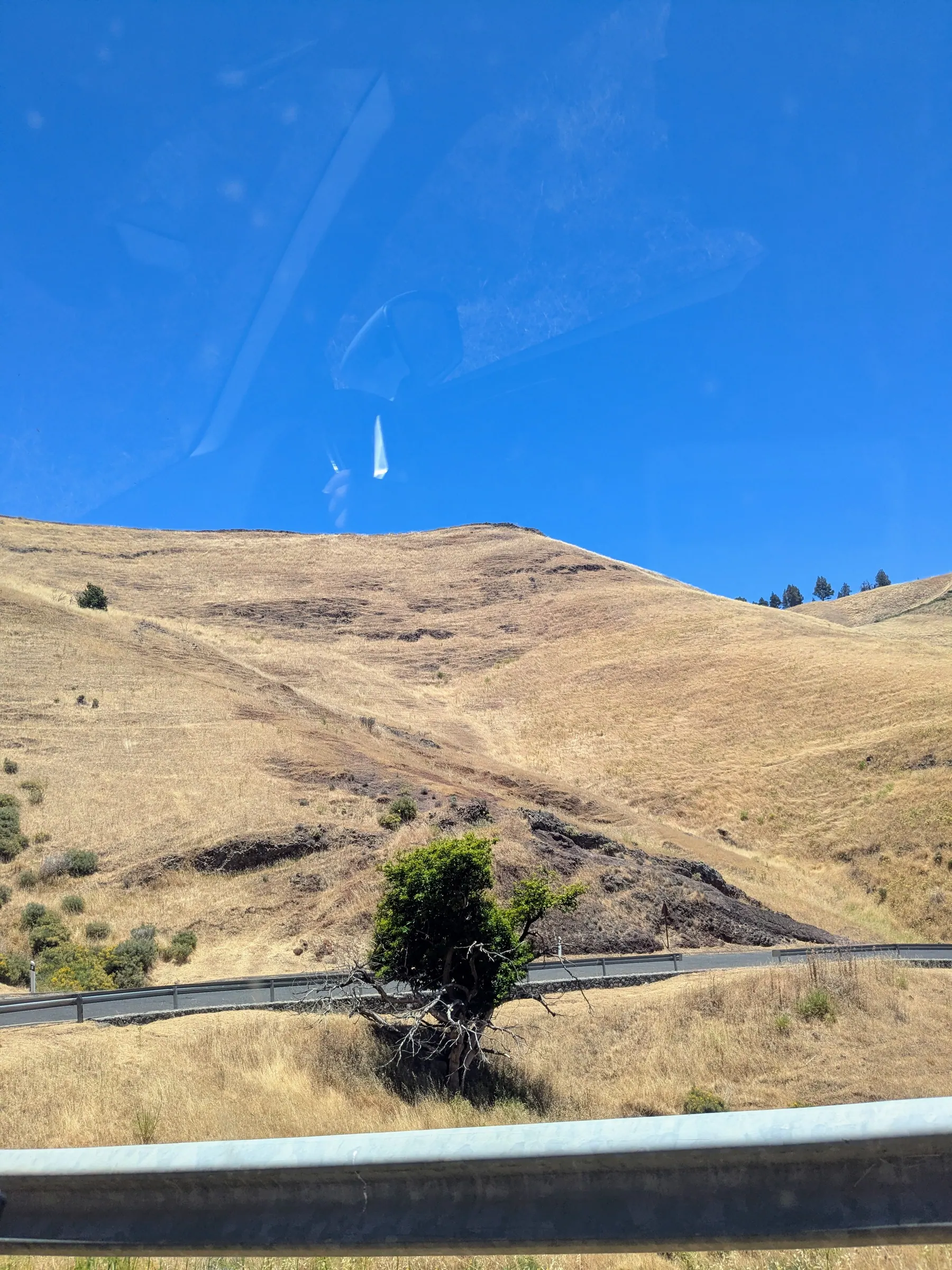 A dry hillside with blackened tree trunks near Artenara