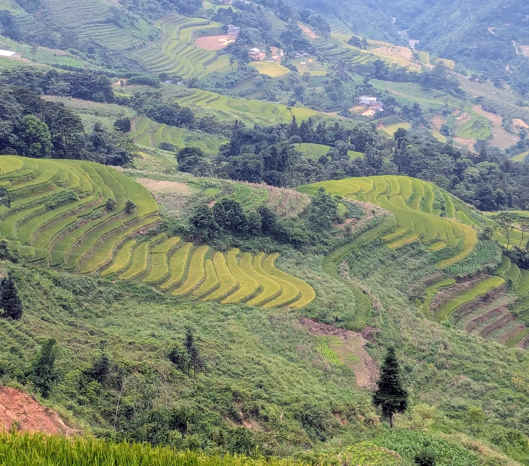 Curved bands of terraced crops and scattered trees seen from above on the final day in Ha Giang