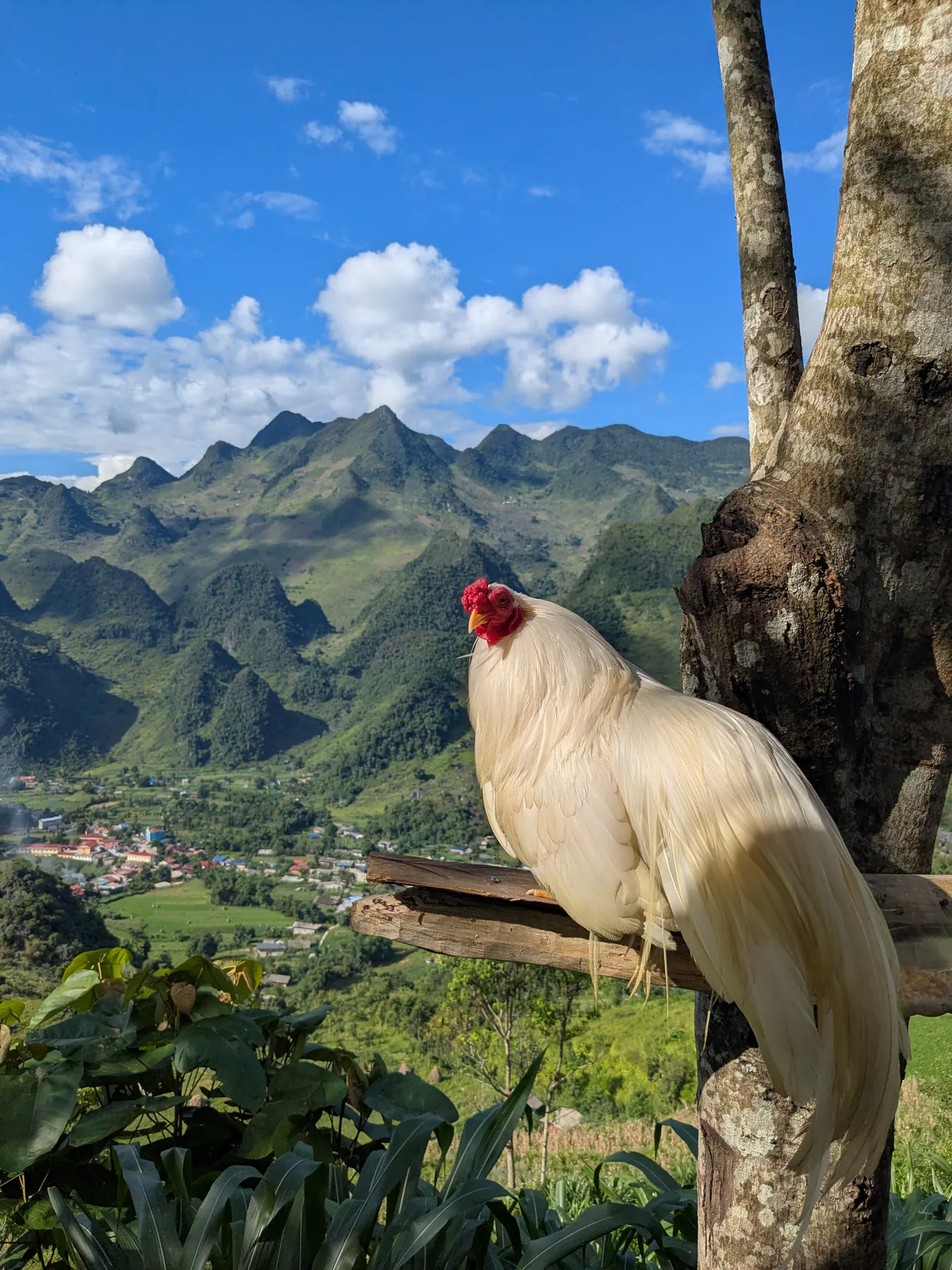 A white rooster perched on a wooden rail with the green mountains near Lung Ho behind it
