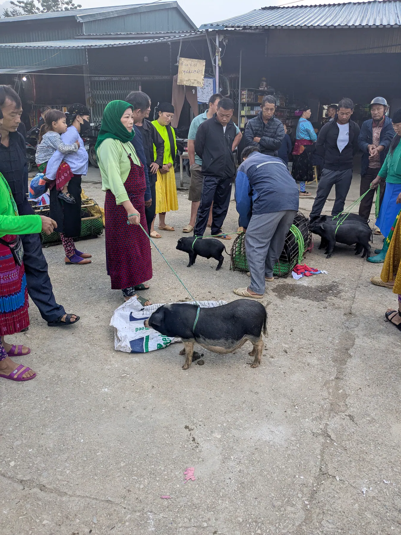People gathered around pigs lying on the ground in the livestock section of Dong Van Sunday market