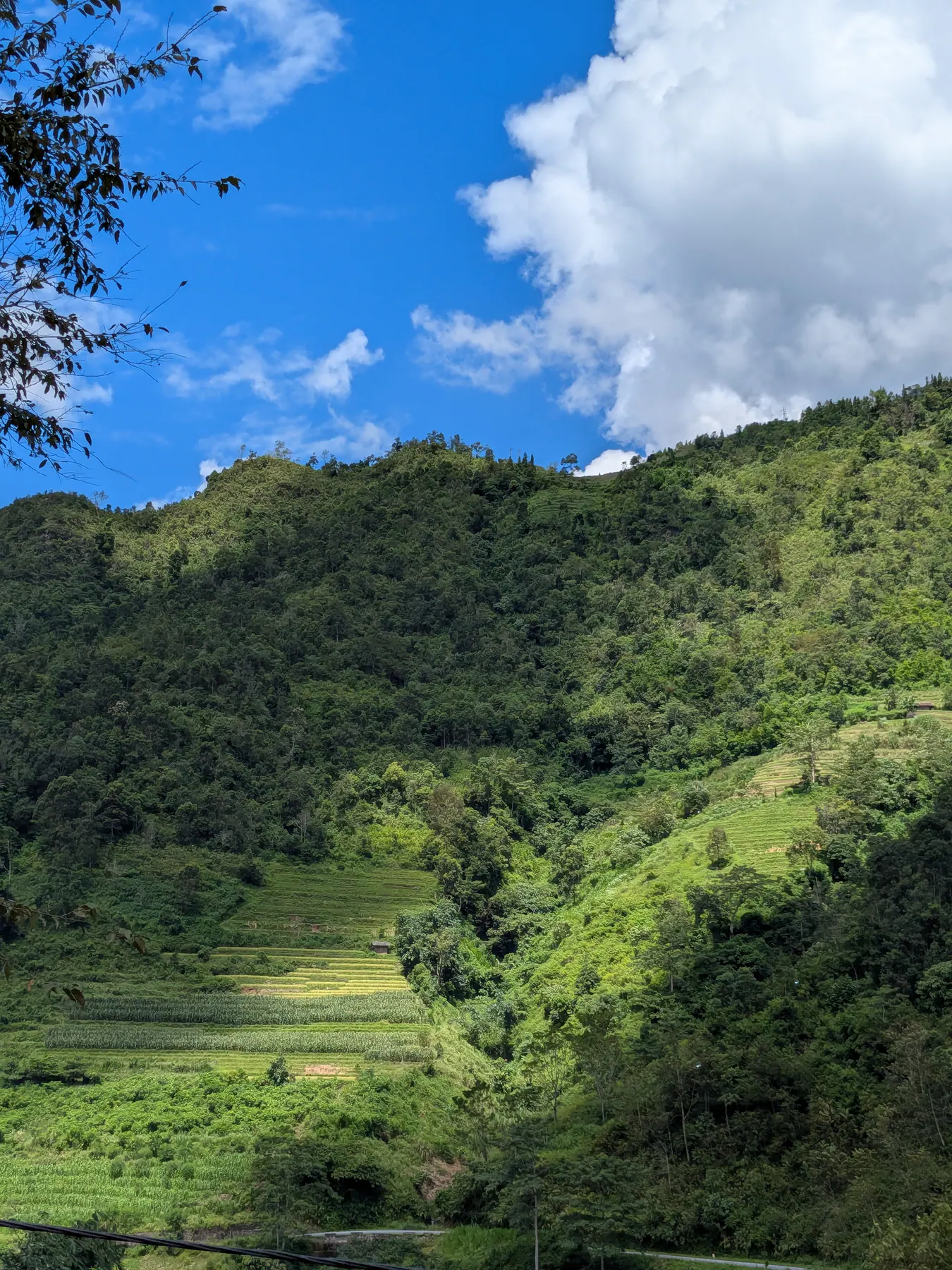 Bright green stepped rice fields climbing a wooded slope along the Thai An road