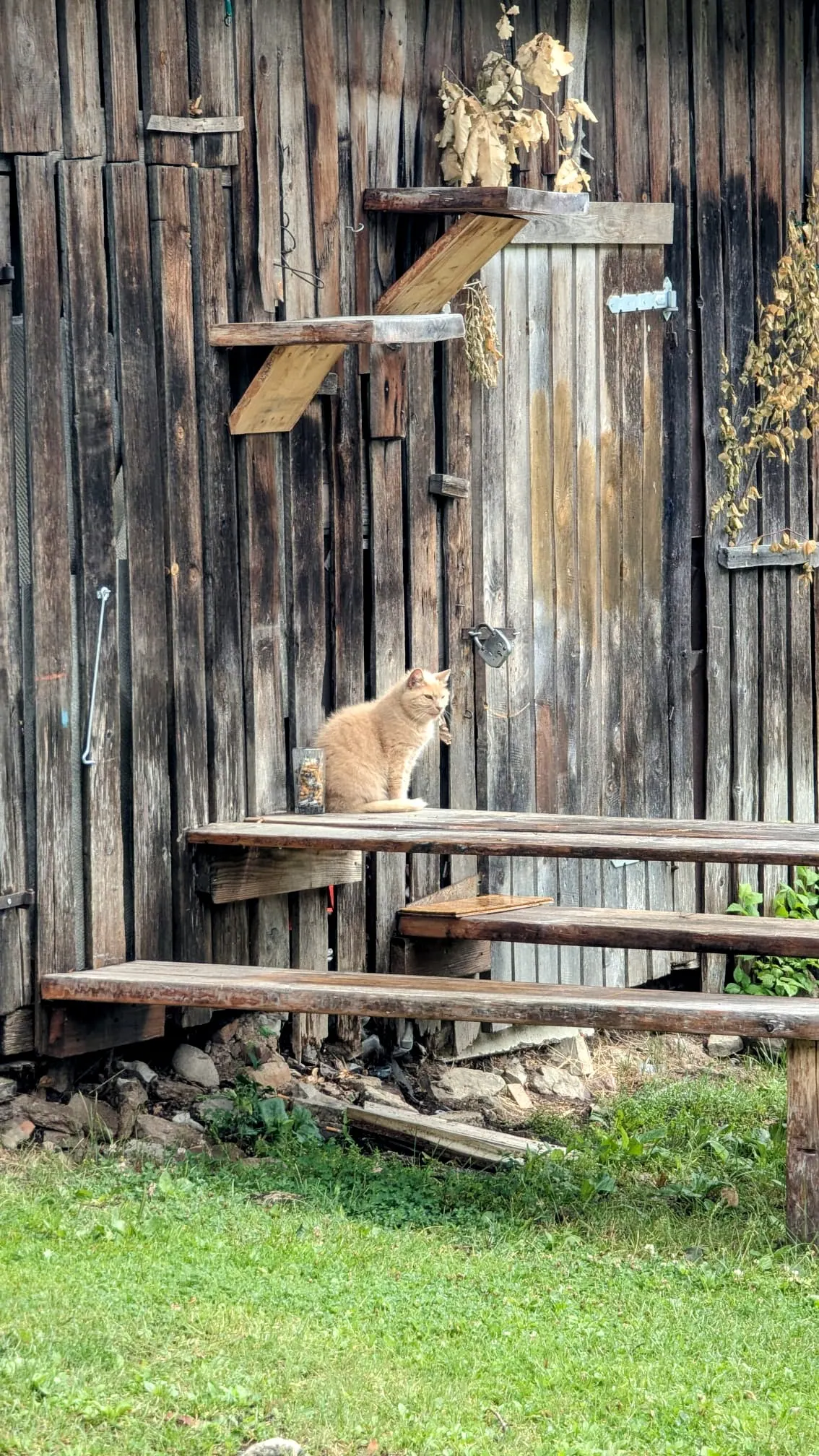 A ginger cat sitting on wooden steps beside an old timber building in Sabile