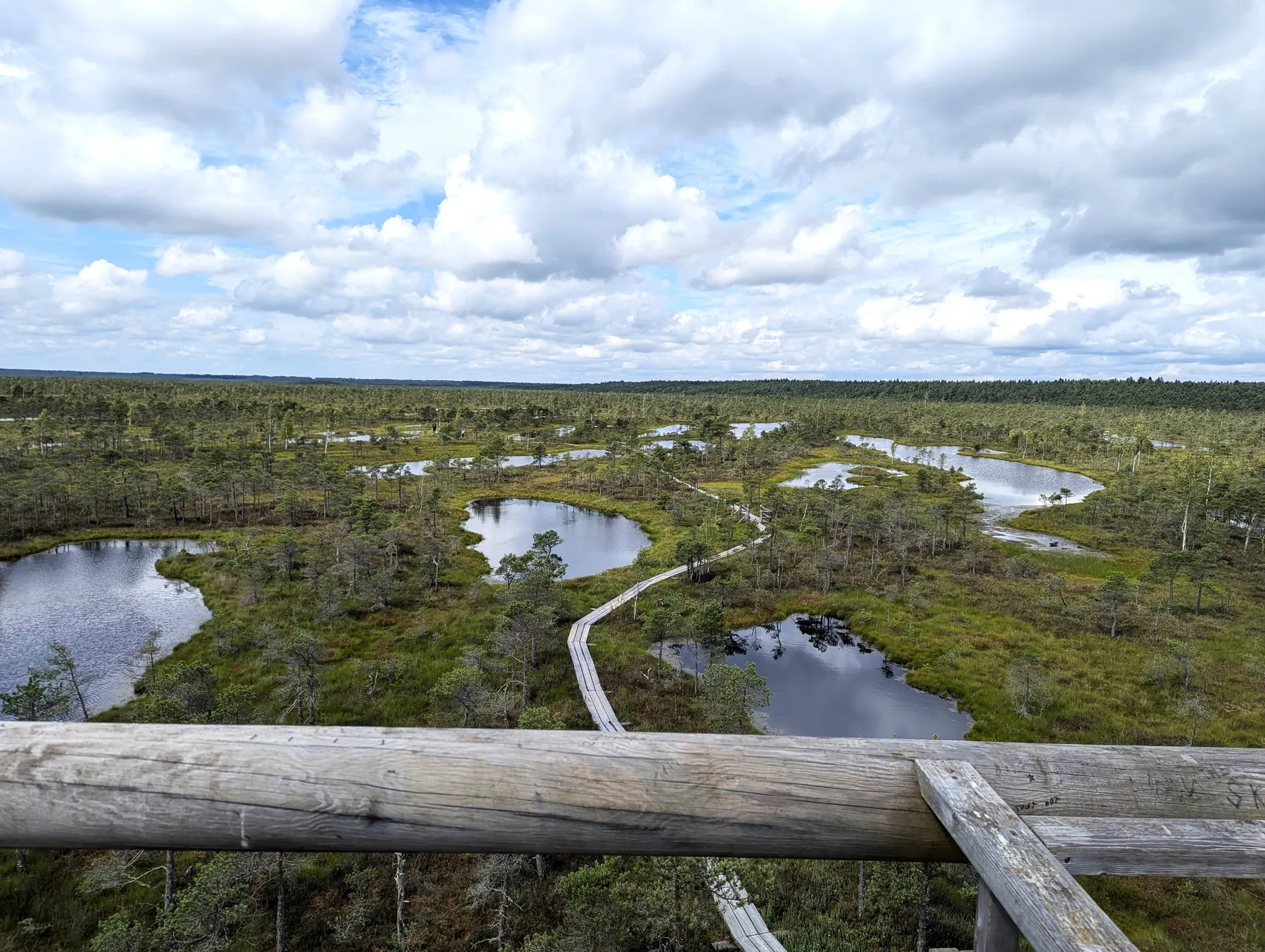 The observation tower rising above the Great Ķemeri Bog