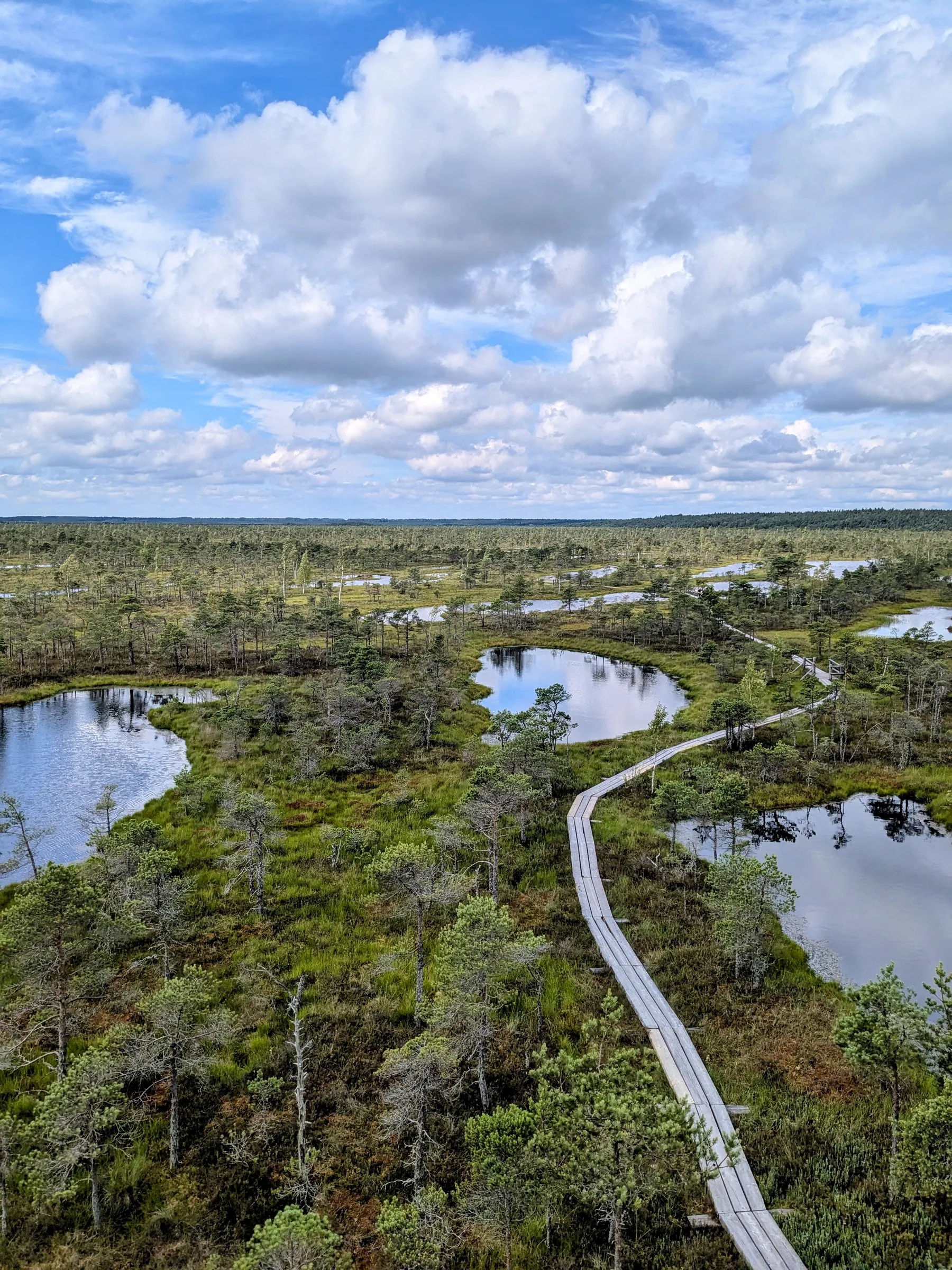 Small pines and birch trees growing across the open Great Ķemeri Bog