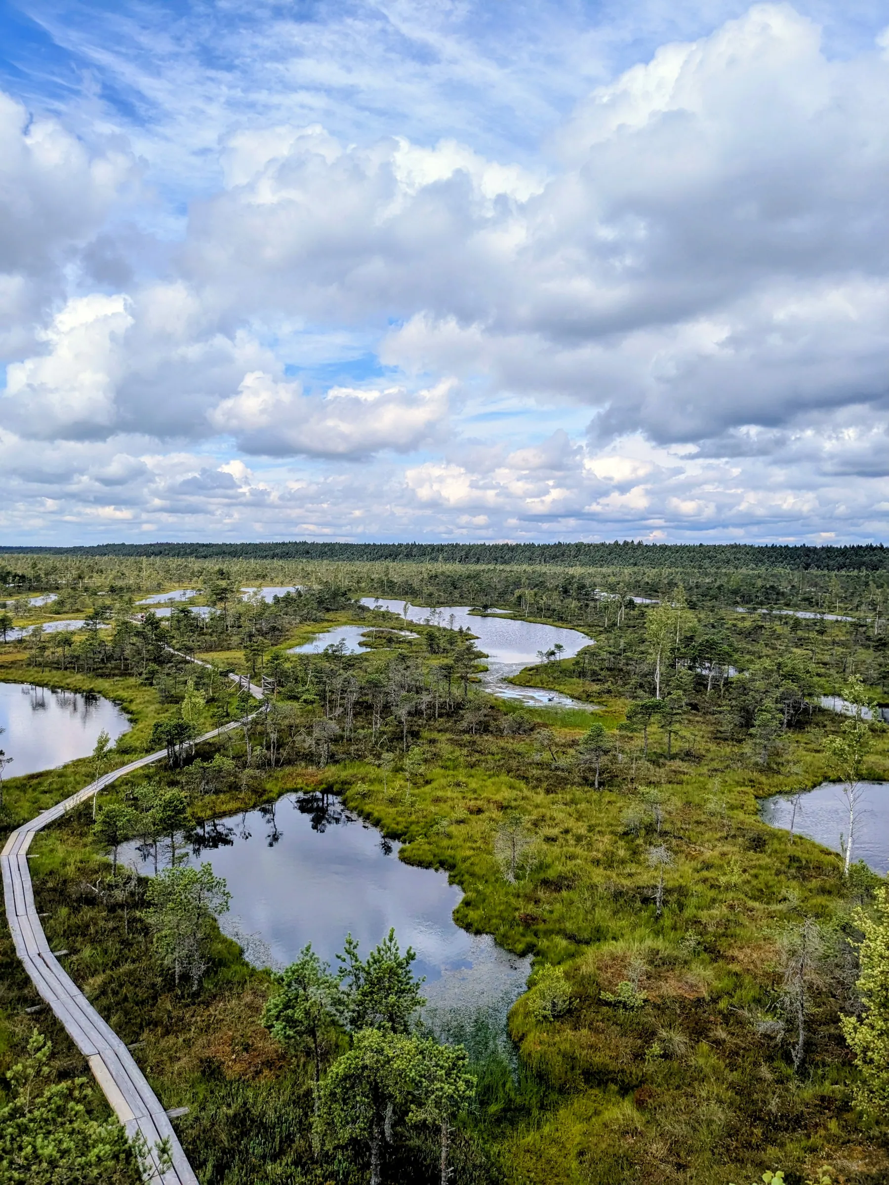 The wooden boardwalk crossing the Great Ķemeri Bog in Latvia