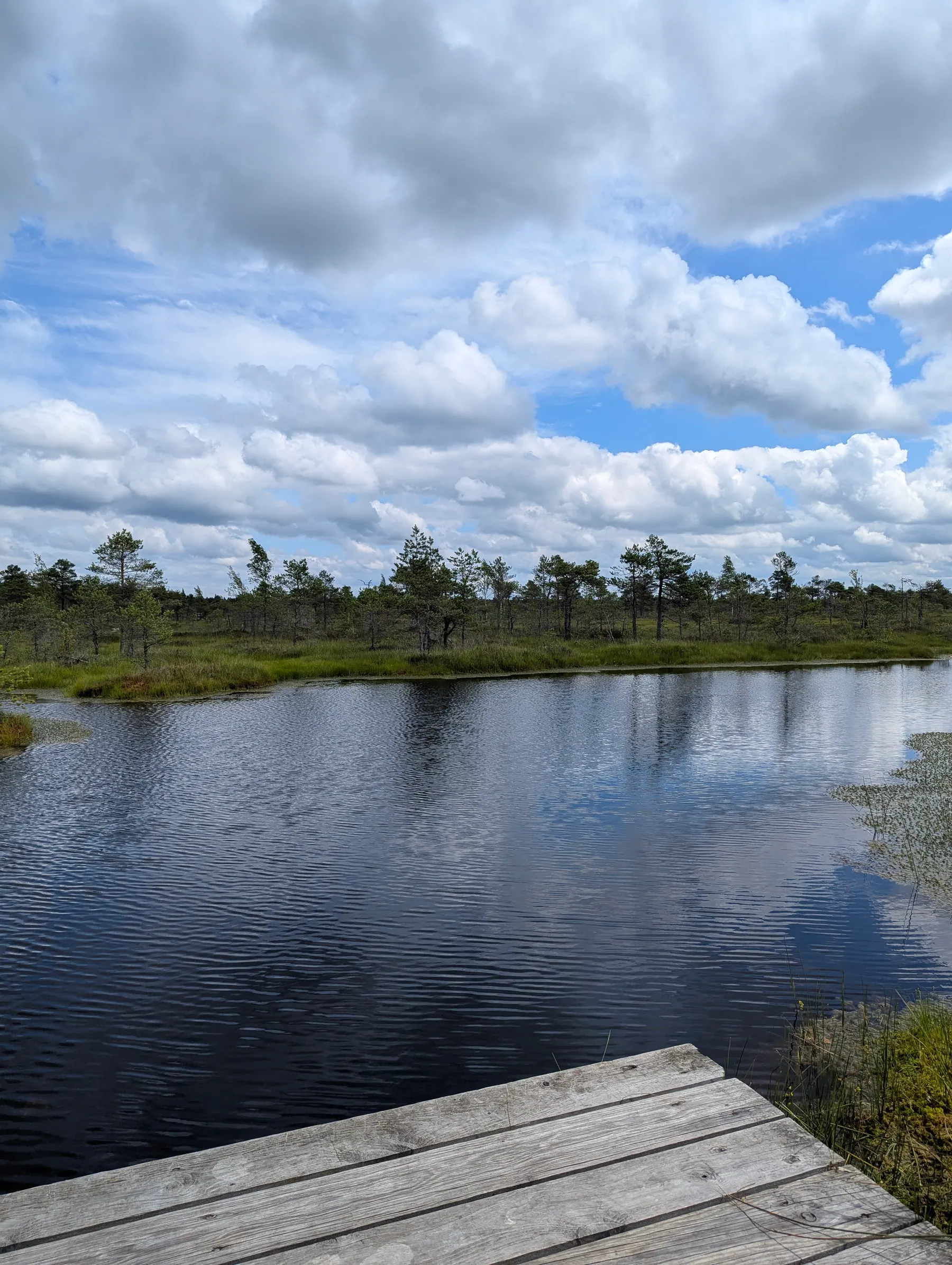 Dark pools scattered across the moss of the Great Ķemeri Bog