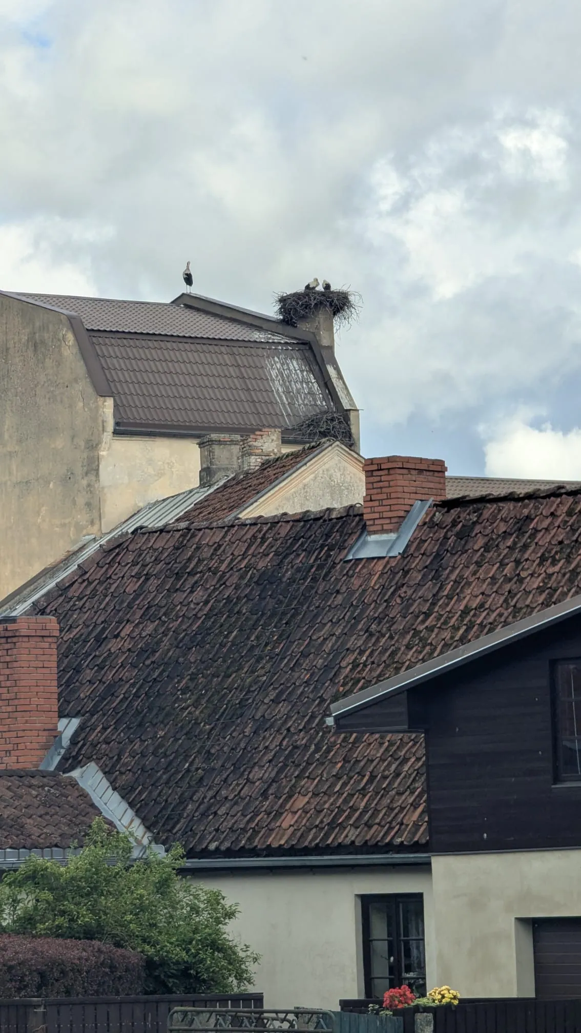 A stork standing on a roof in Kuldīga