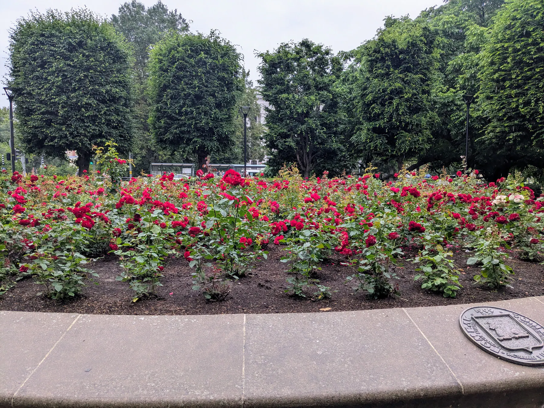Rosas rojas y rosas floreciendo en un jardín