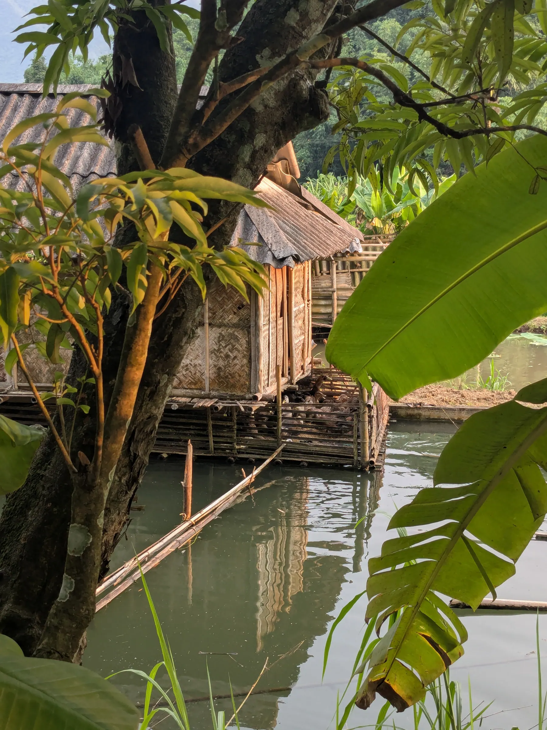 A wooden stilt house reflected in a Mai Chau waterway behind tropical leaves