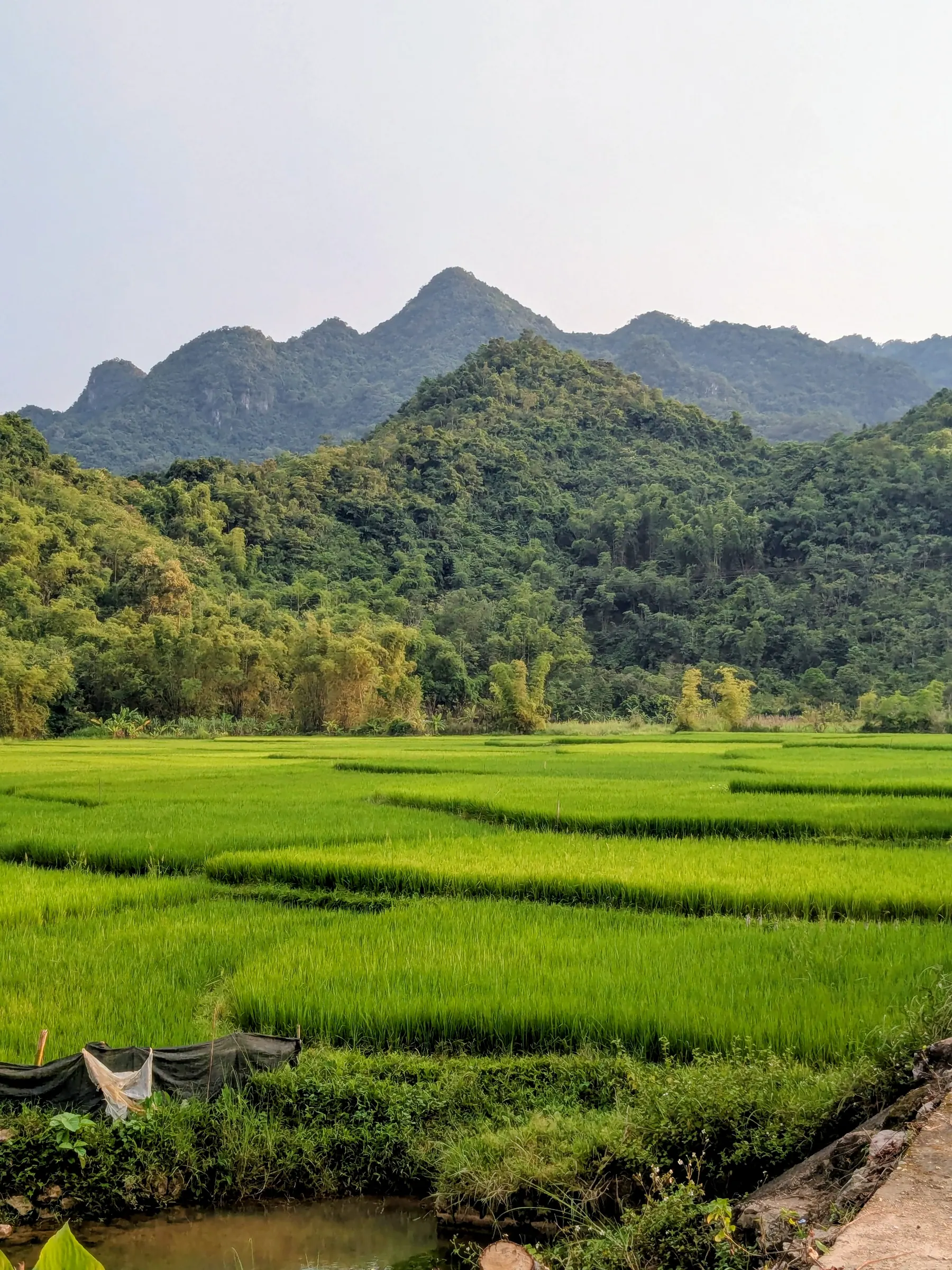 Bright green rice paddies and limestone mountains in Mai Chau valley
