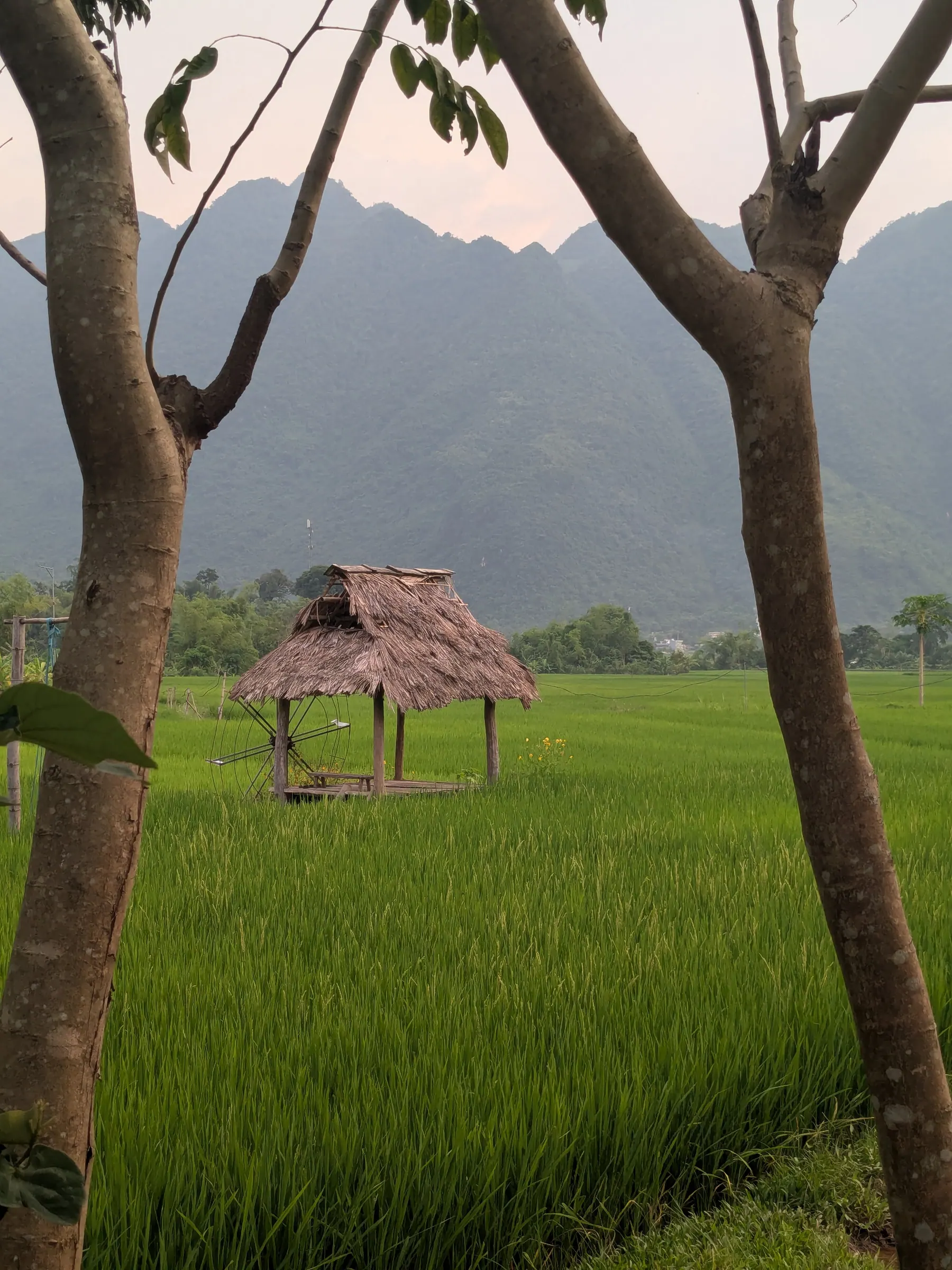 A traveller in a blue shirt walking beside rice fields under forested limestone mountains in Mai Chau