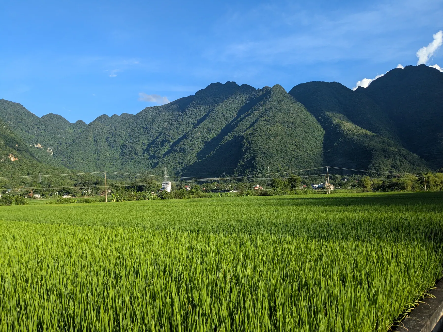 A rice field and mountain backdrop in Mai Chau