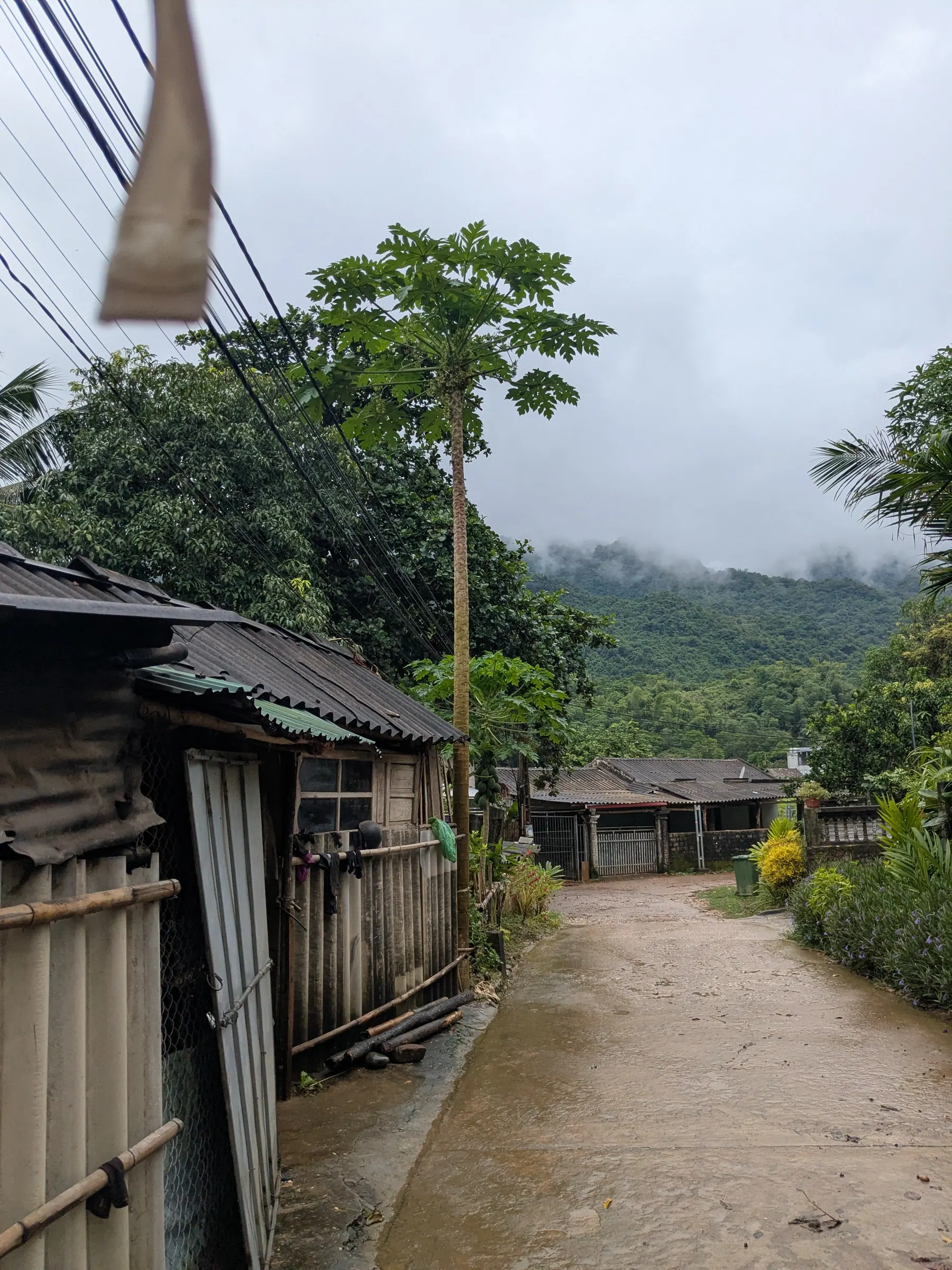 Vegetation and a wooden house in Lac Village