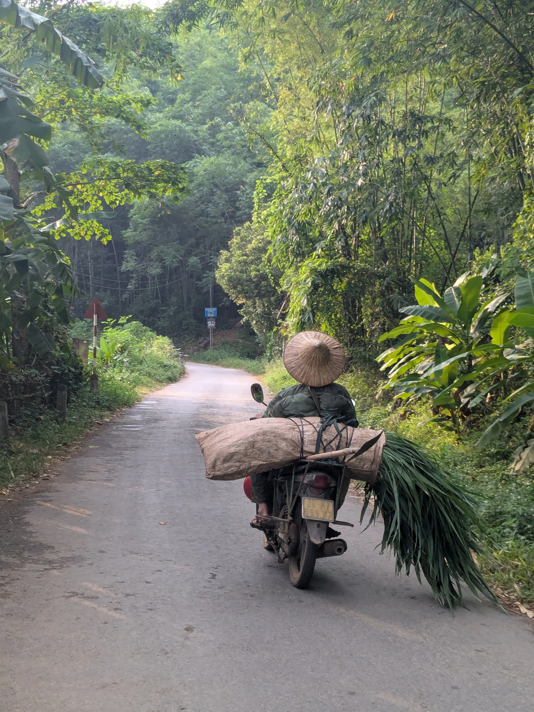 A man on a motorbike carrying a large bundle of plants on a Mai Chau road