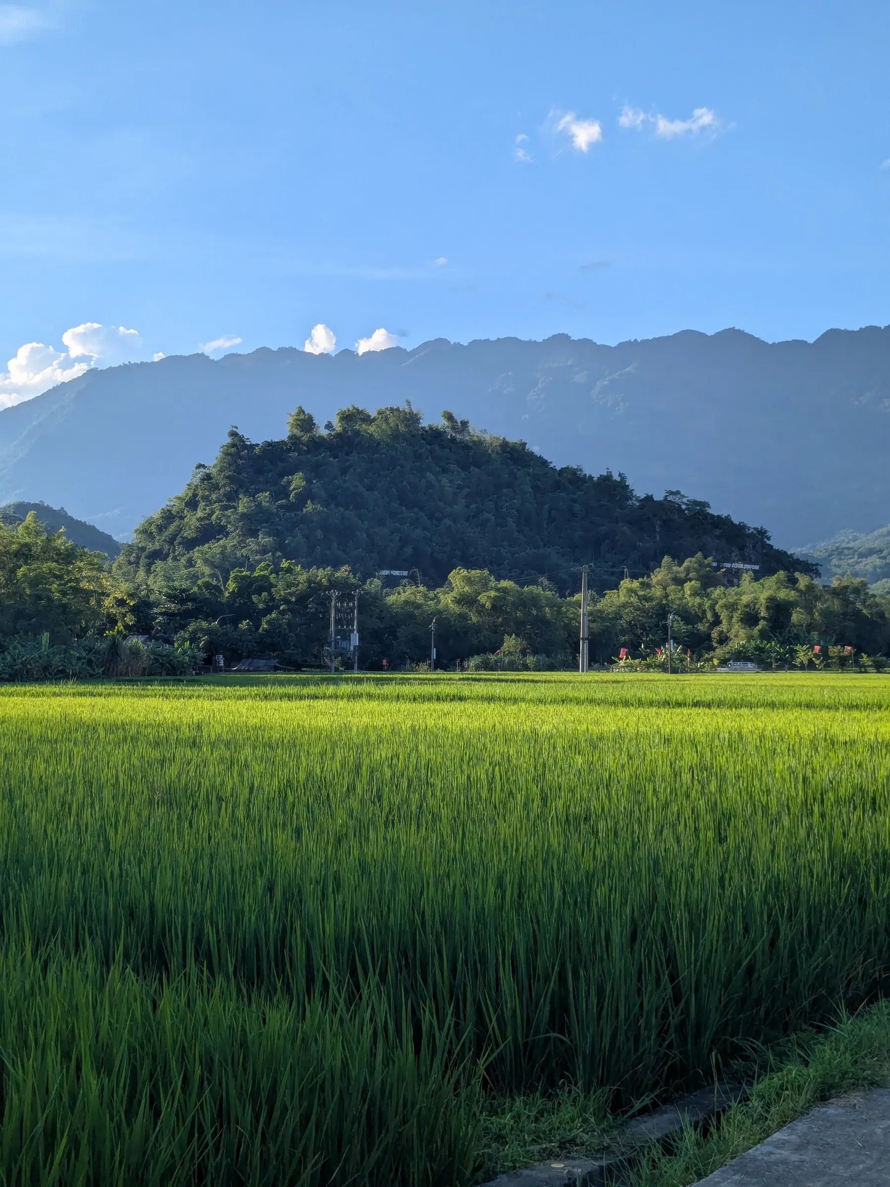 Green rice fields below forested limestone hills in Mai Chau