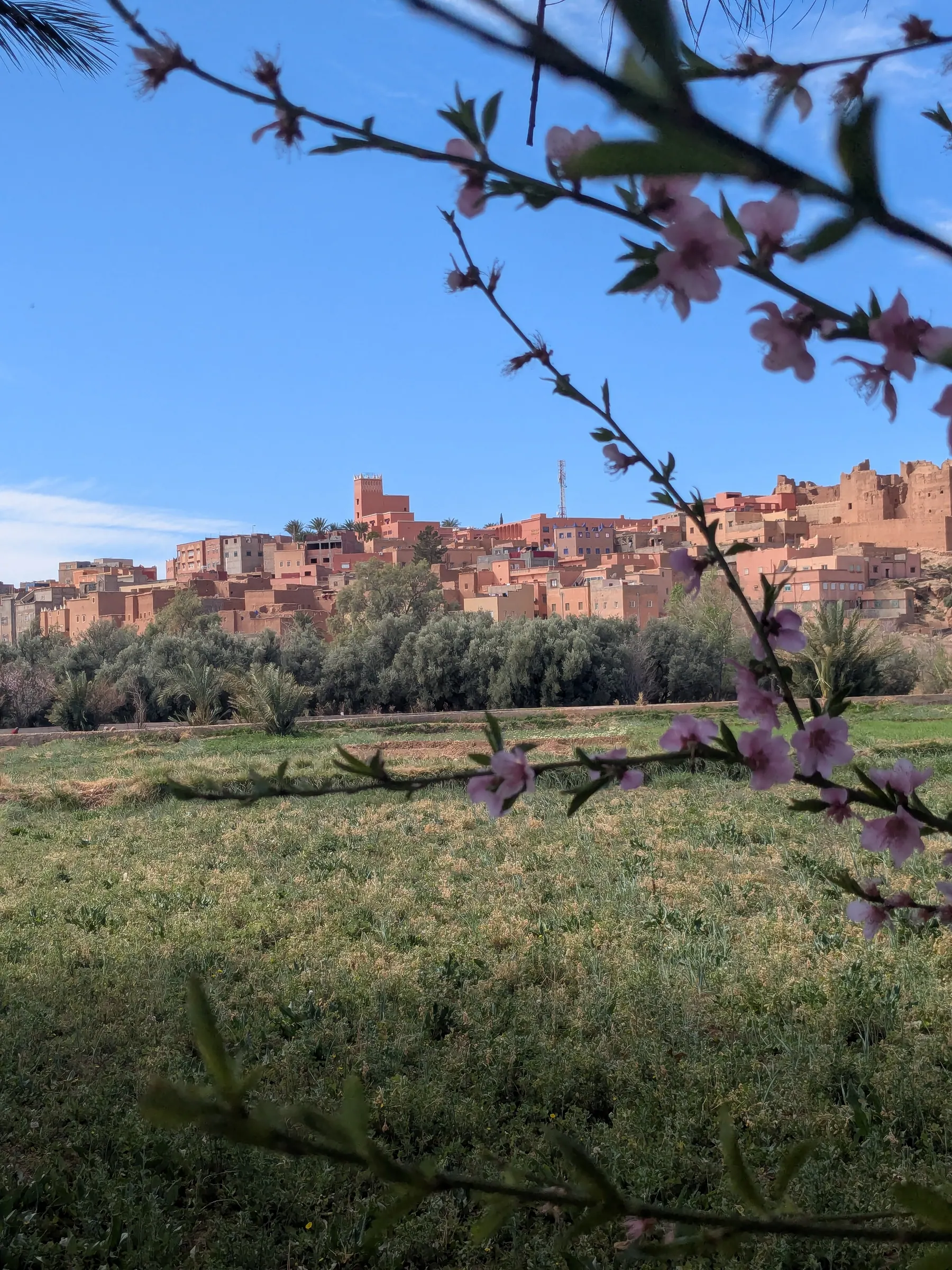 Ait Benhaddou framed by flowering branches in spring