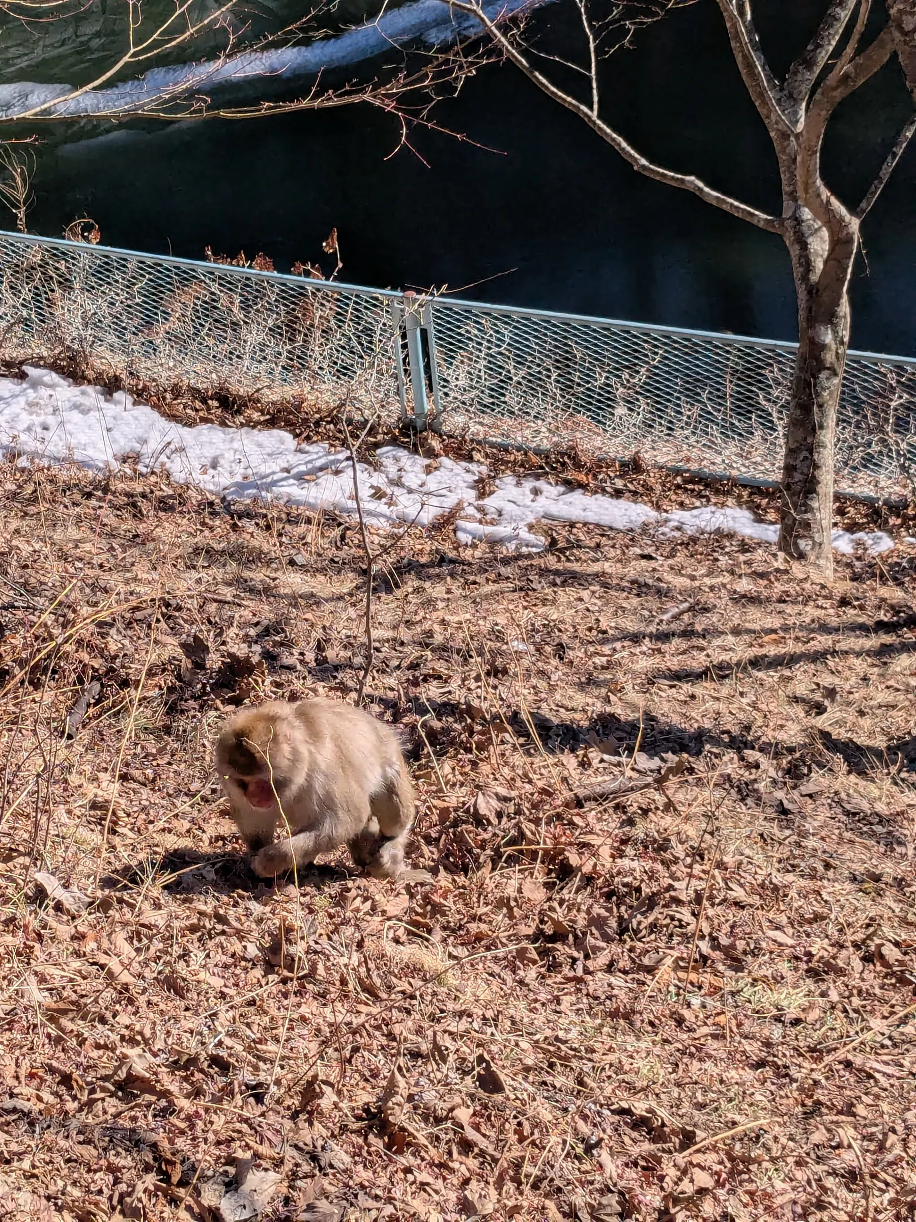 A Japanese macaque in the snow near Lake Chūzenji