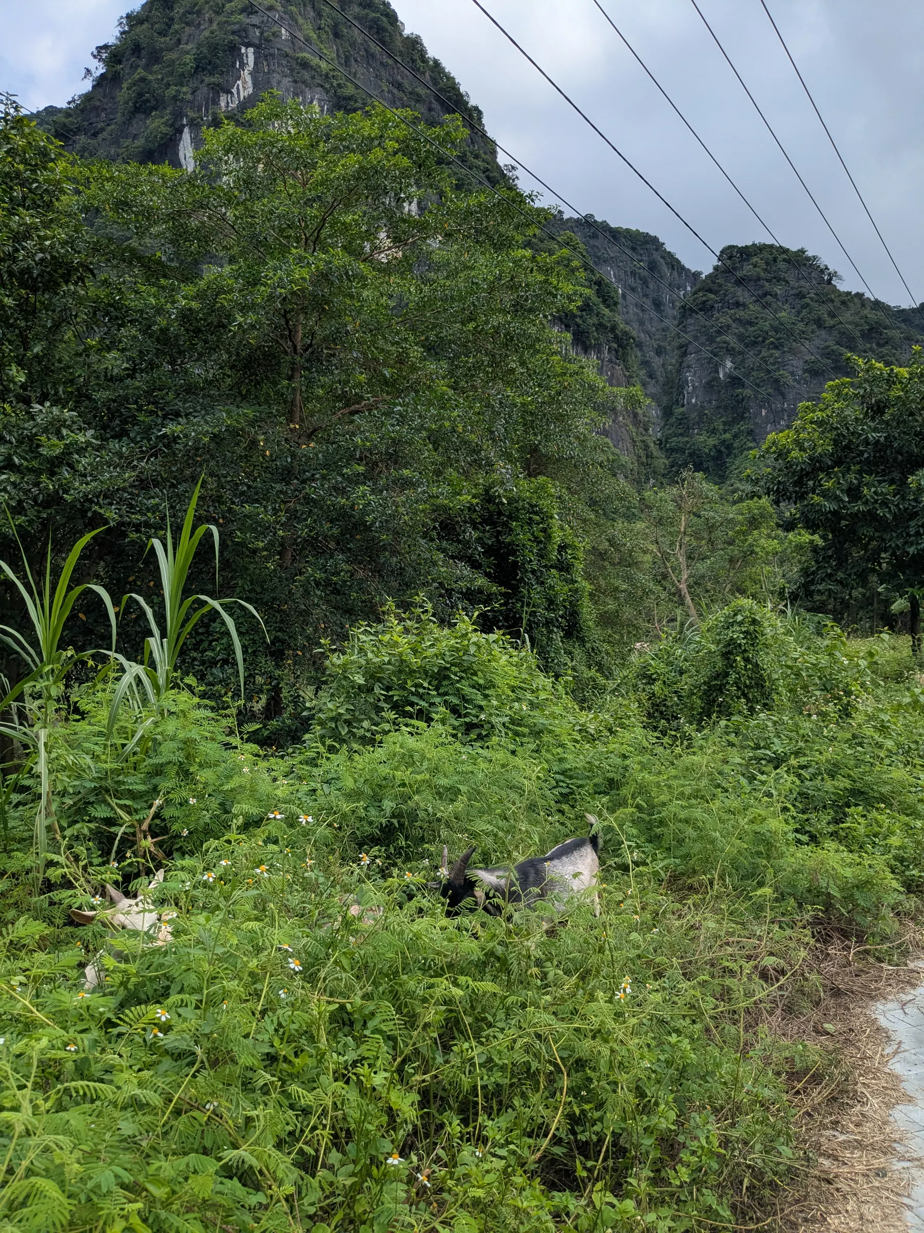 A narrow road through dense vegetation below limestone mountains near Tam Coc