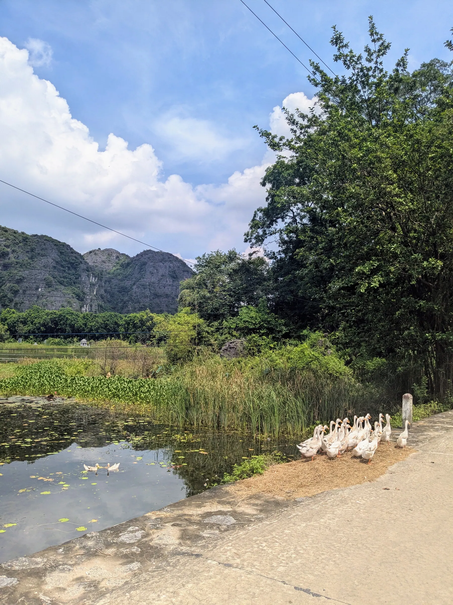 A line of ducks walking beside a rural road in Ninh Binh