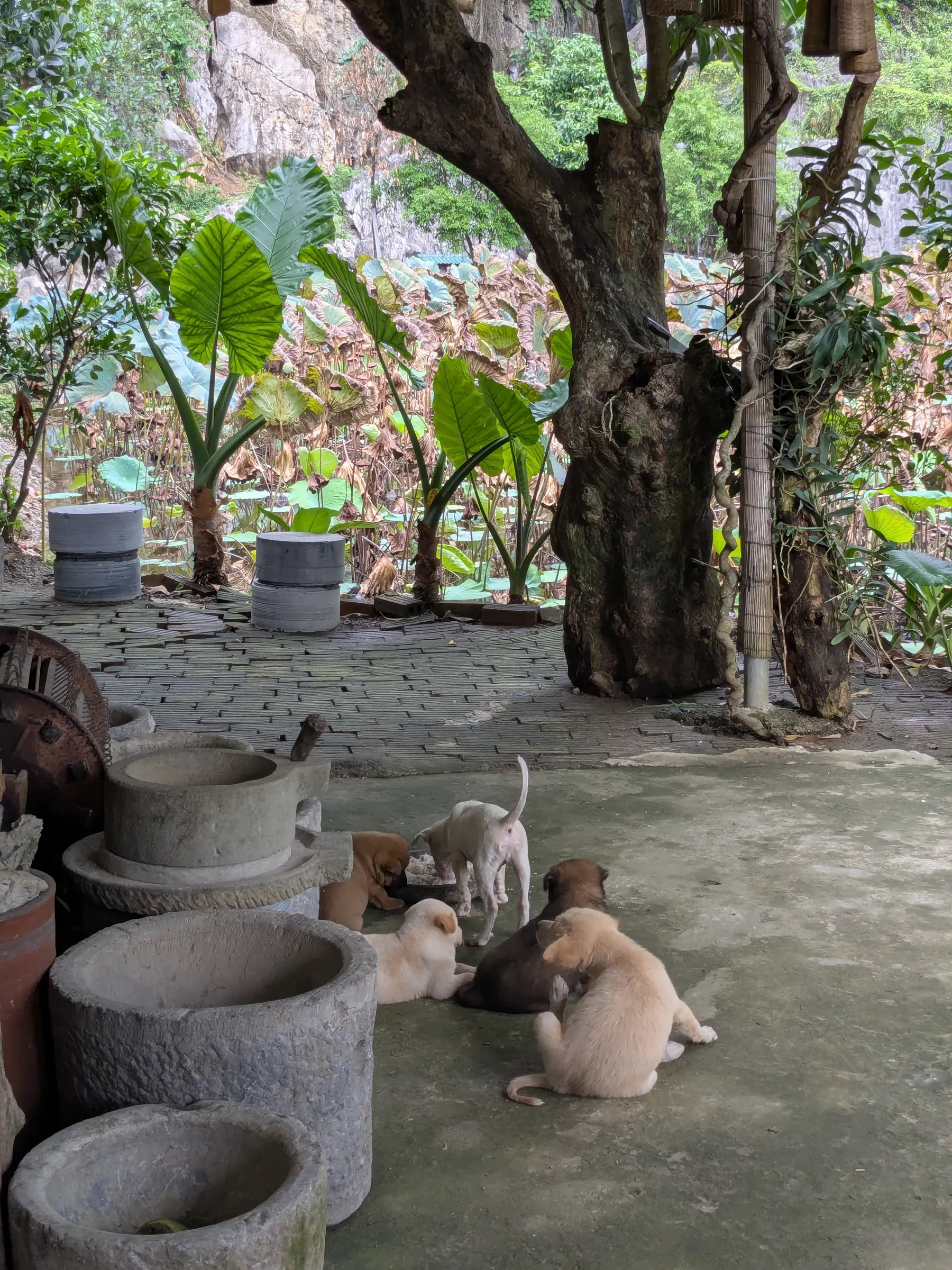 Puppies resting beneath a large tree beside clay pots