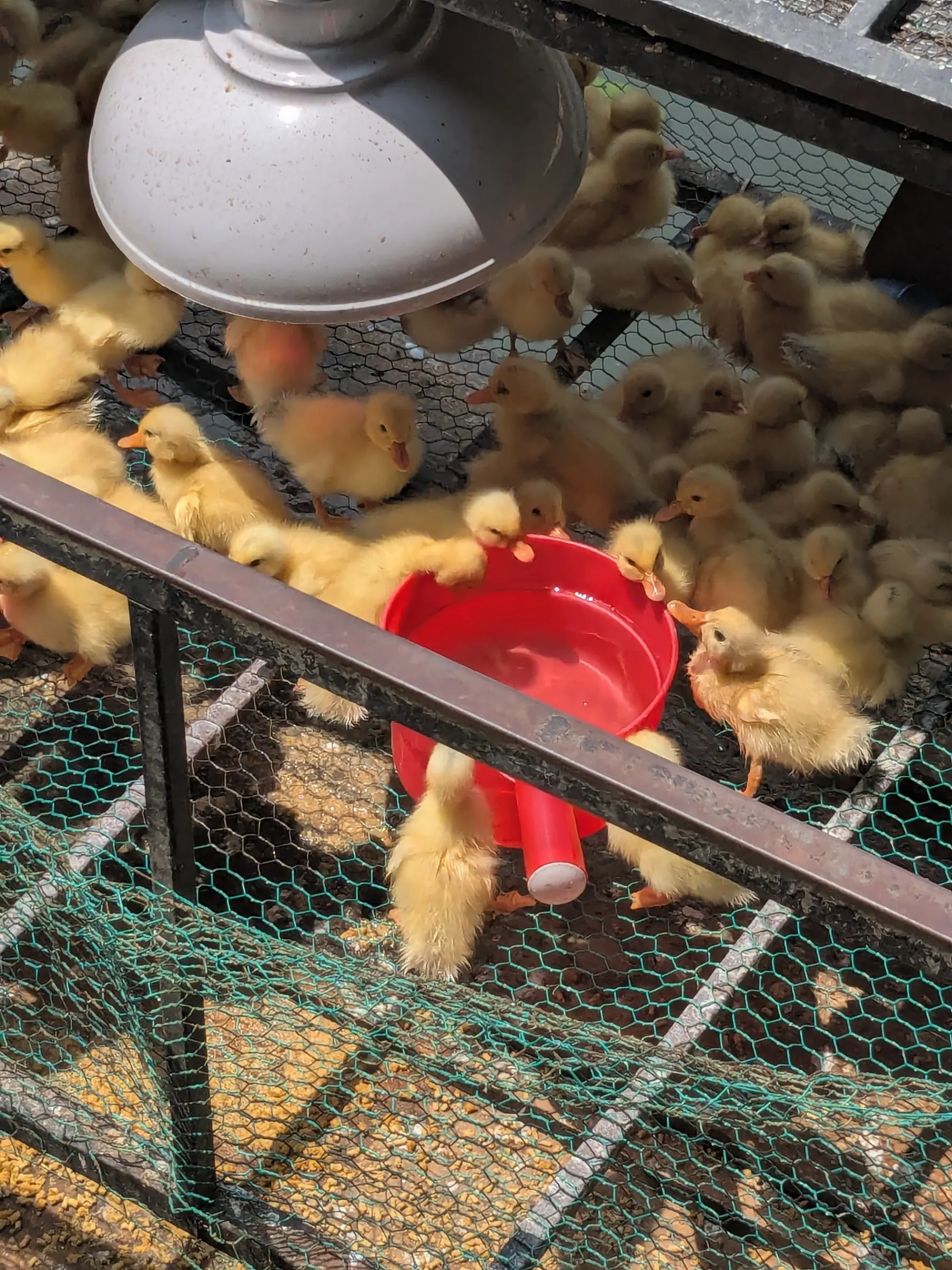 Ducklings gathered beneath a warming lamp at Buffalo Cave