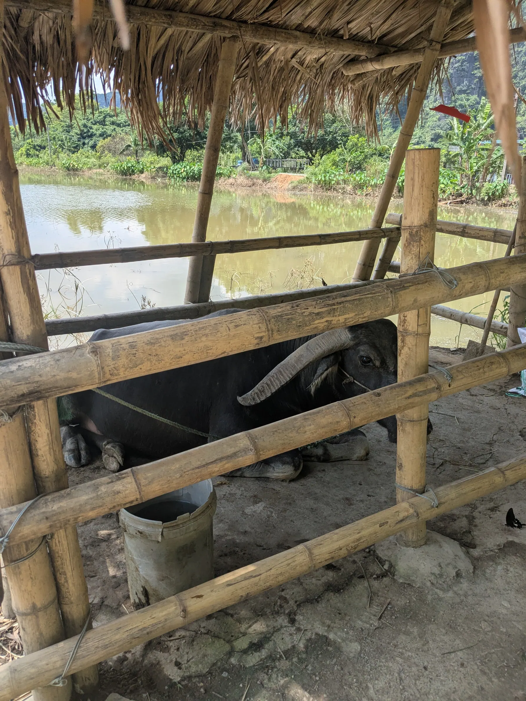 A buffalo standing in a wooden pen at Buffalo Cave