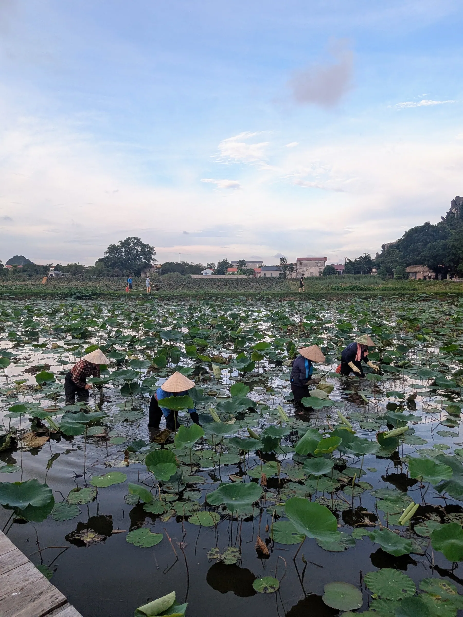 Lotus leaves filling the water below a low mountain ridge